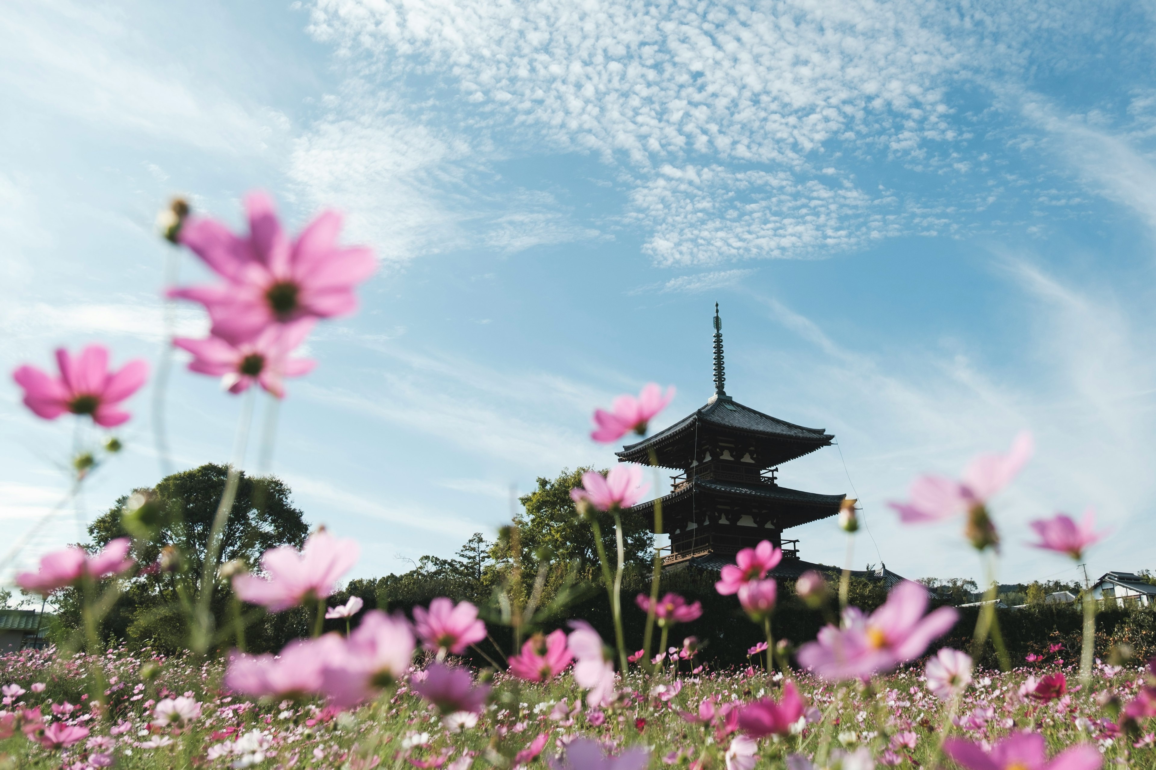 Five-story pagoda surrounded by pink flowers under a blue sky