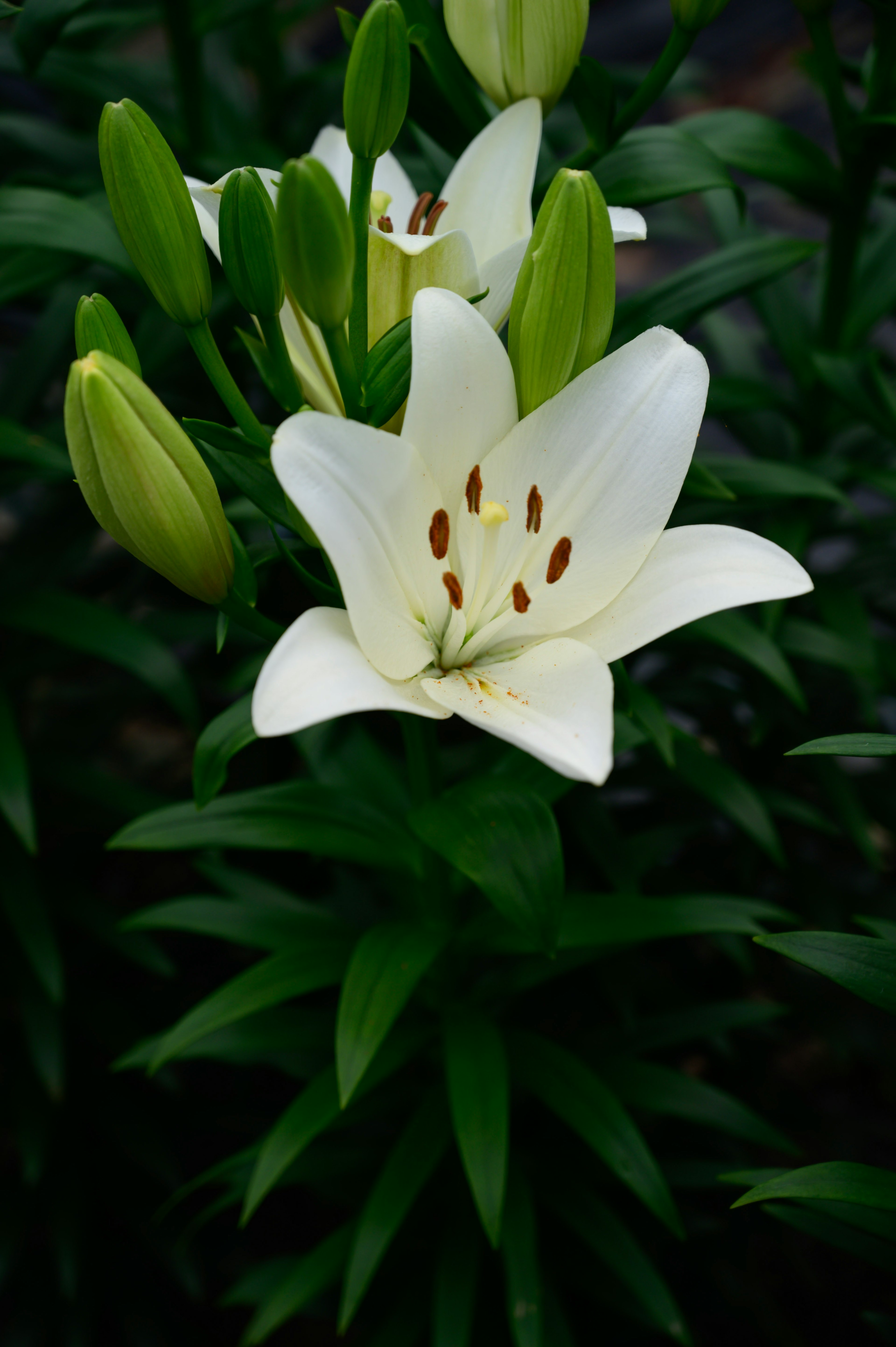 A white lily flower with green buds surrounded by lush green leaves