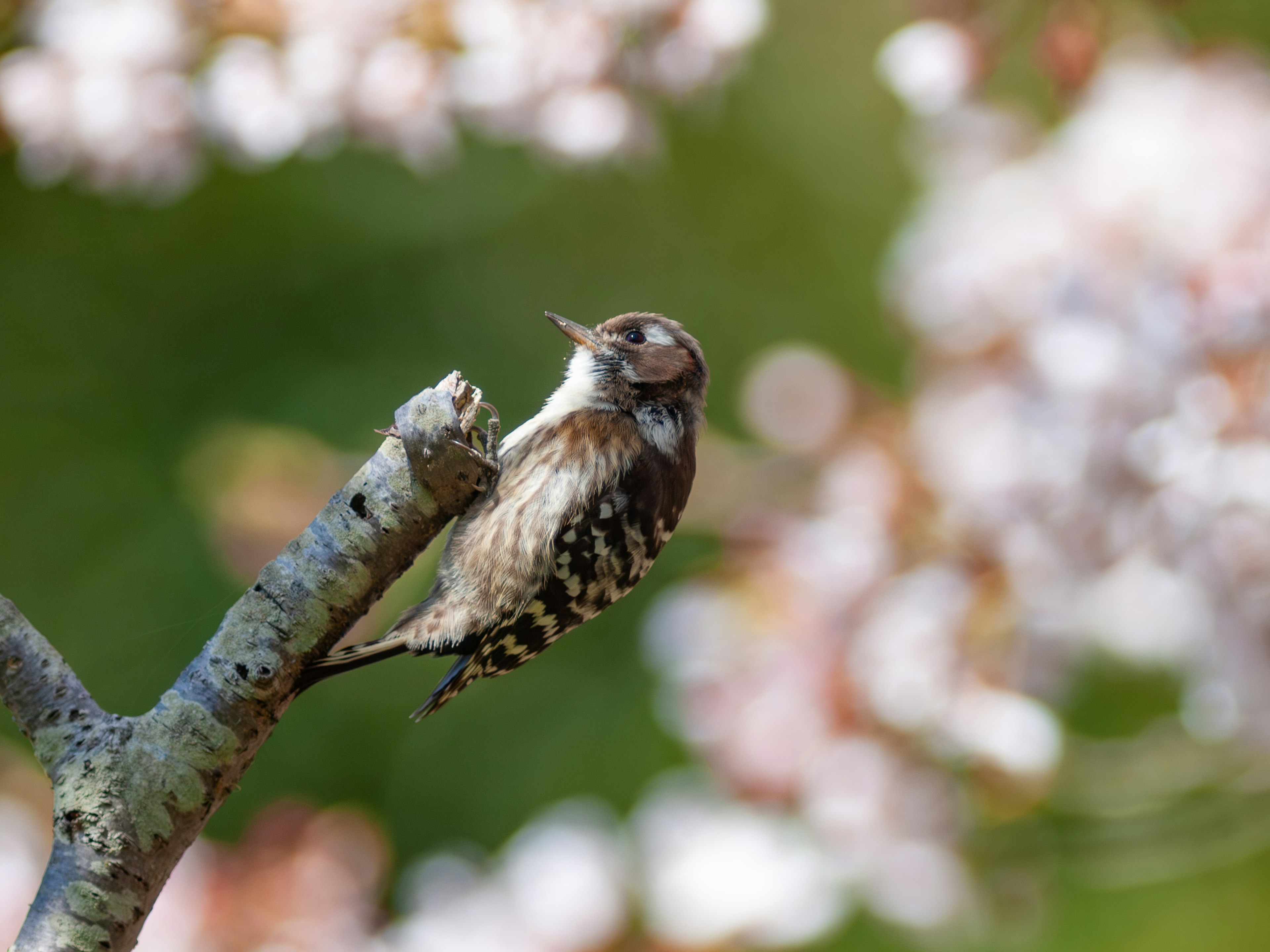 A small bird perched on a branch with cherry blossoms in the background