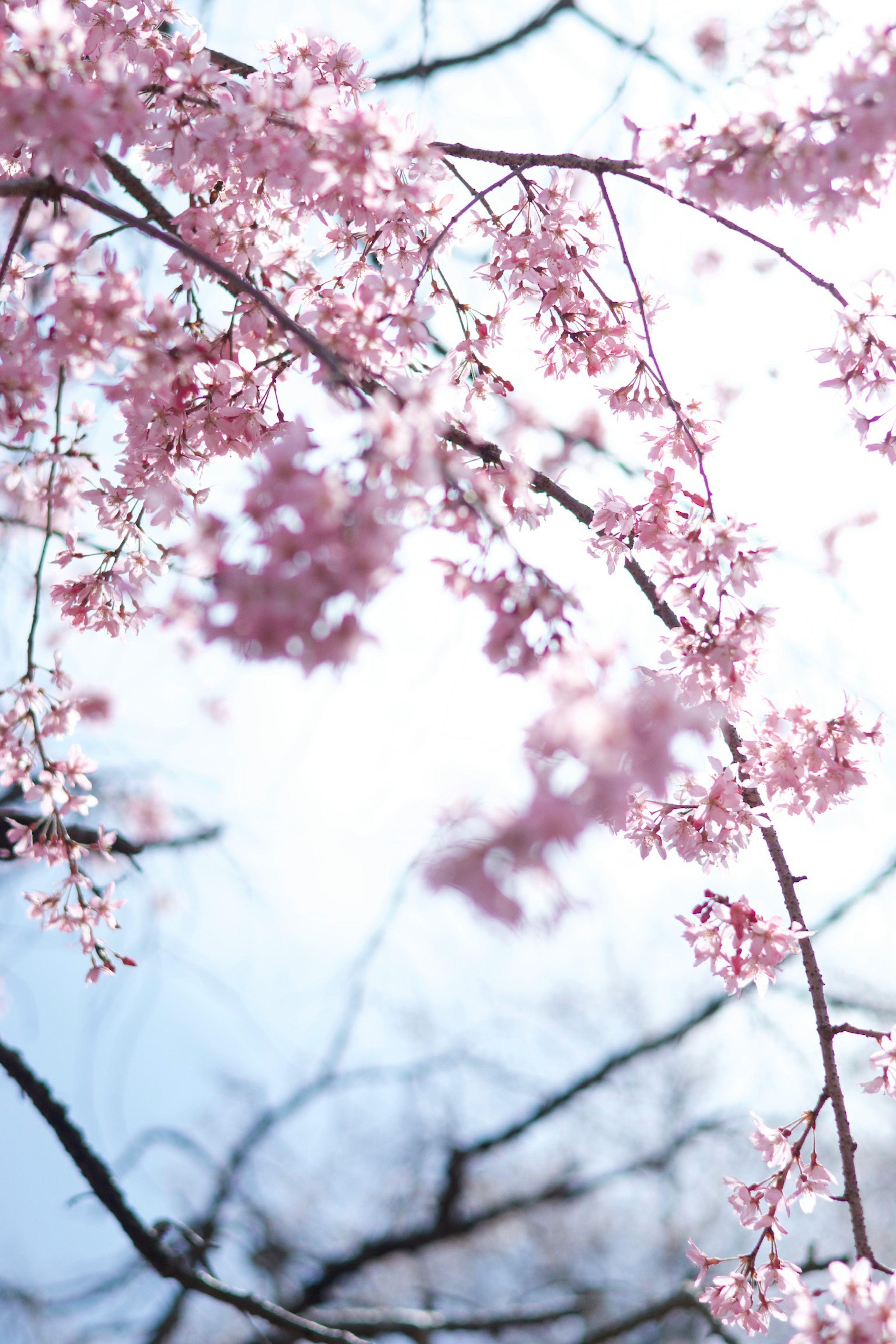 桜の花が咲いている枝のクローズアップ青空を背景に