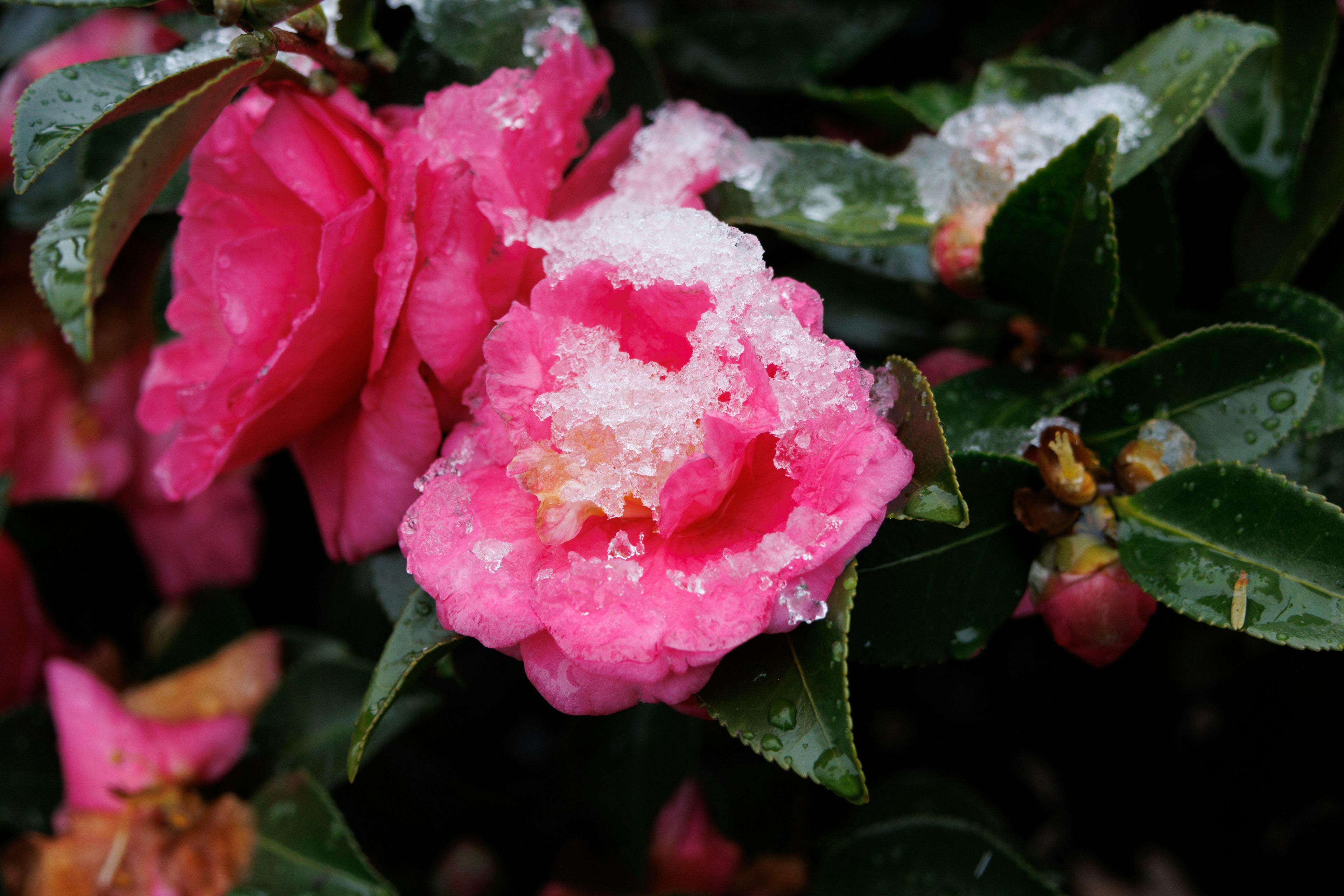 Pink camellia flower covered in snow with green leaves