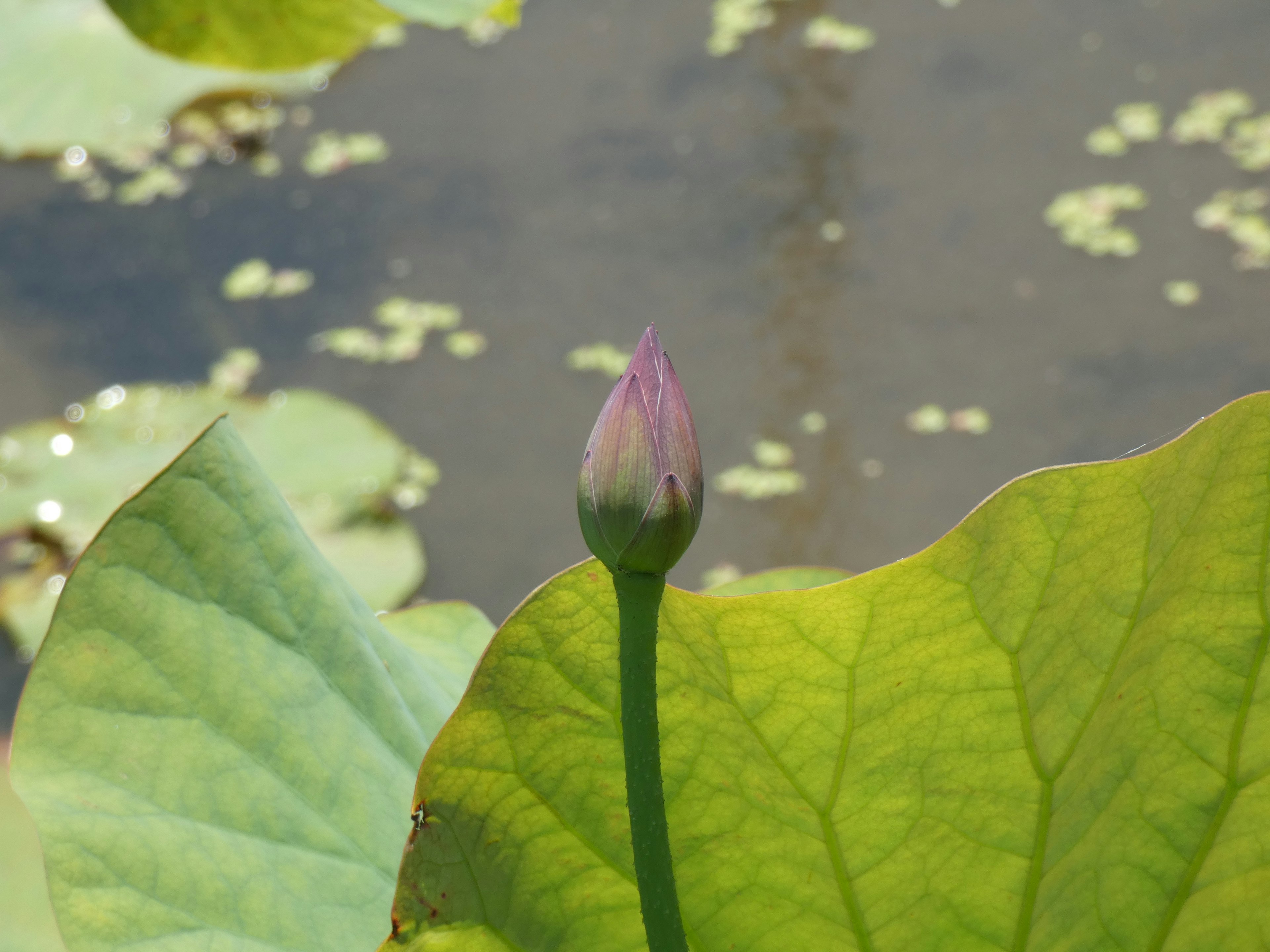 Green lotus leaves with a purple lotus bud above the water surface