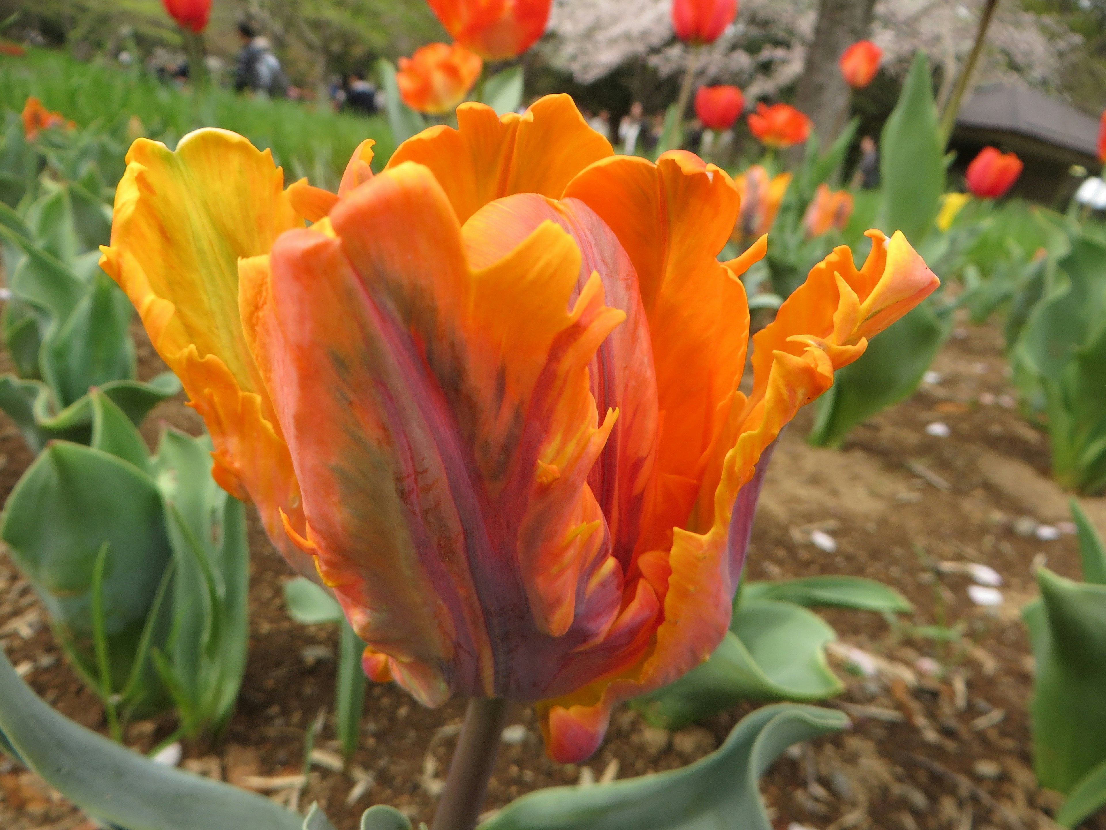 Lebendige orange und lila Tulpenblume in einer bunten Gartenlandschaft