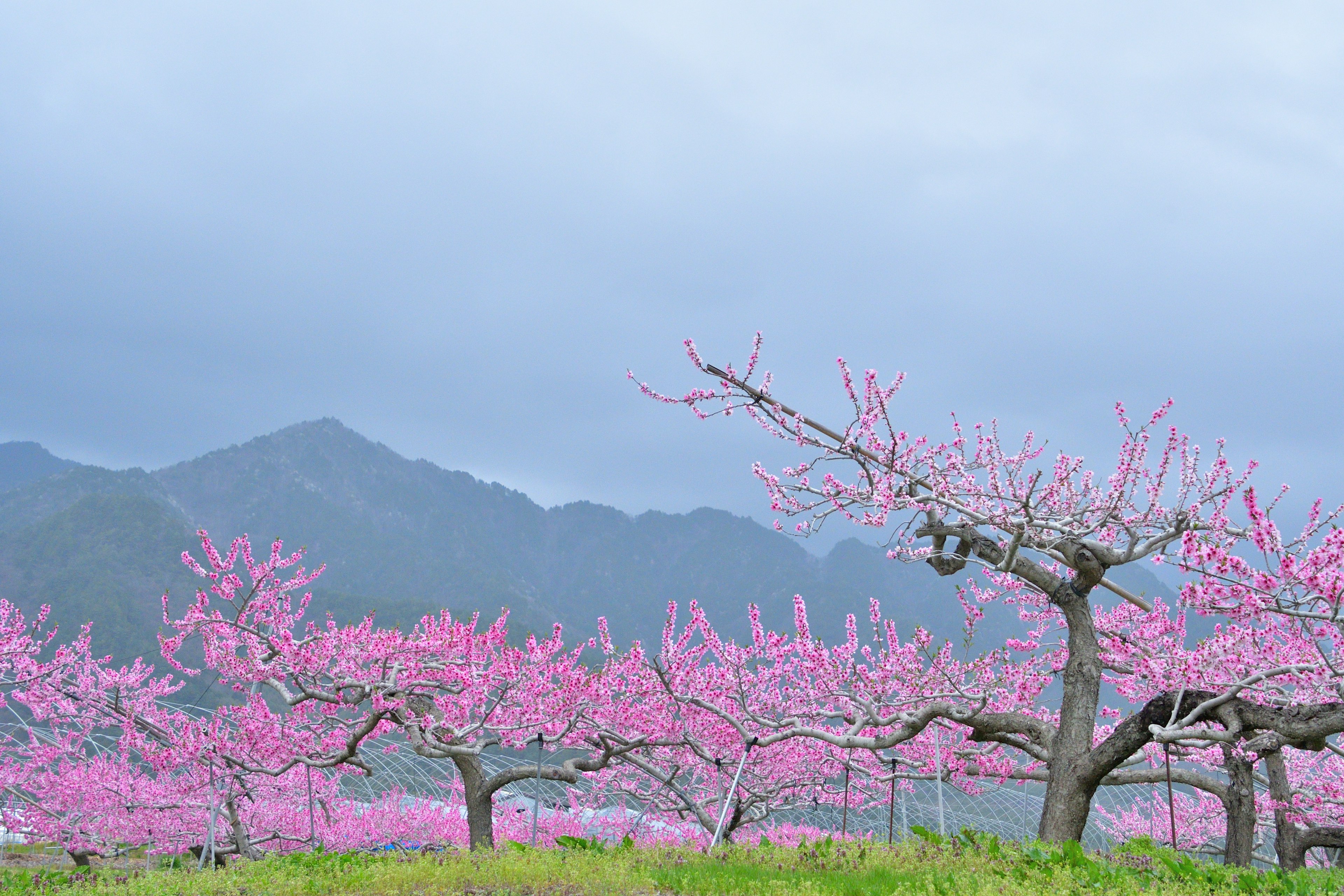 桃の花が咲く風景と山々の背景