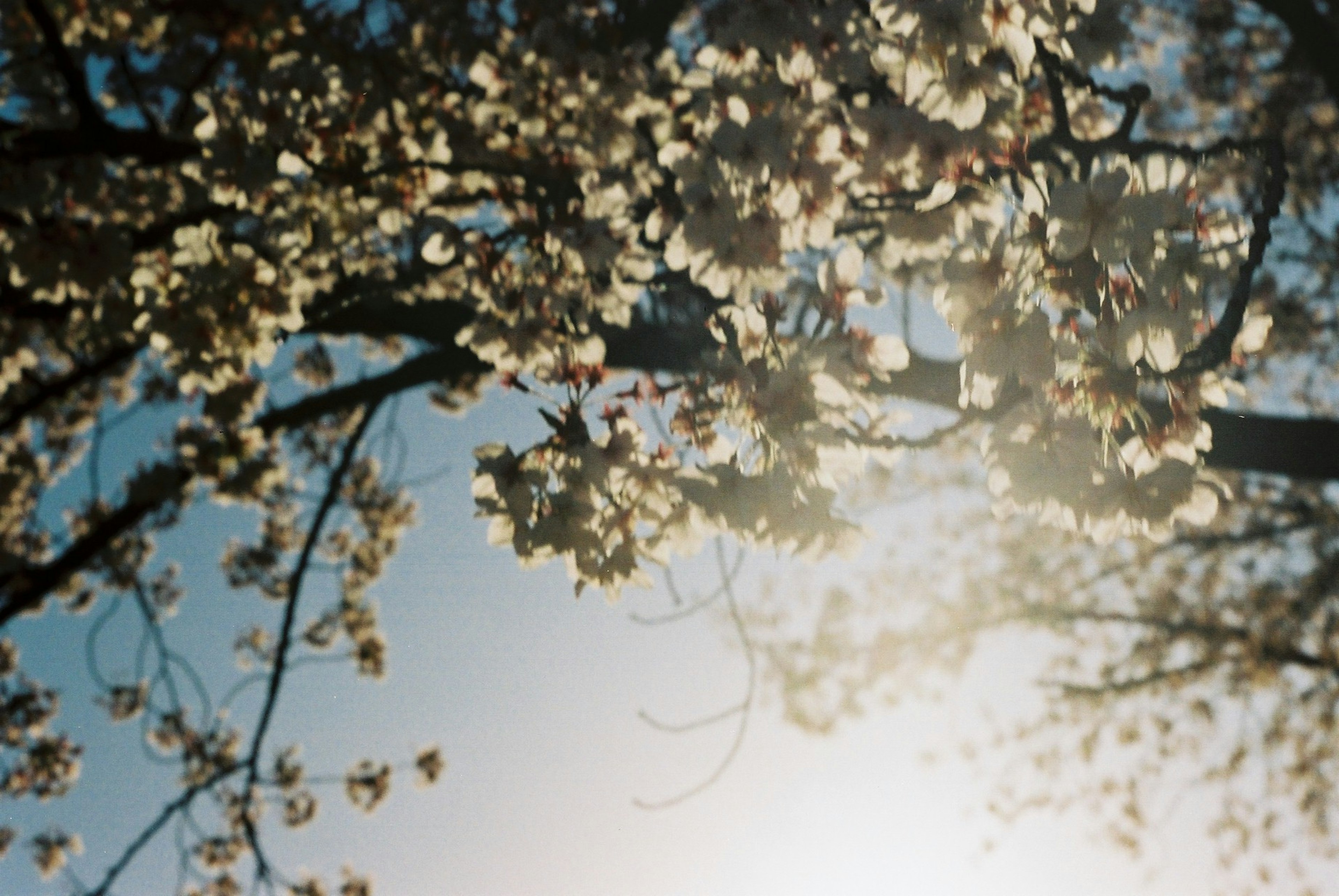 Cherry blossoms beautifully illuminated under a blue sky