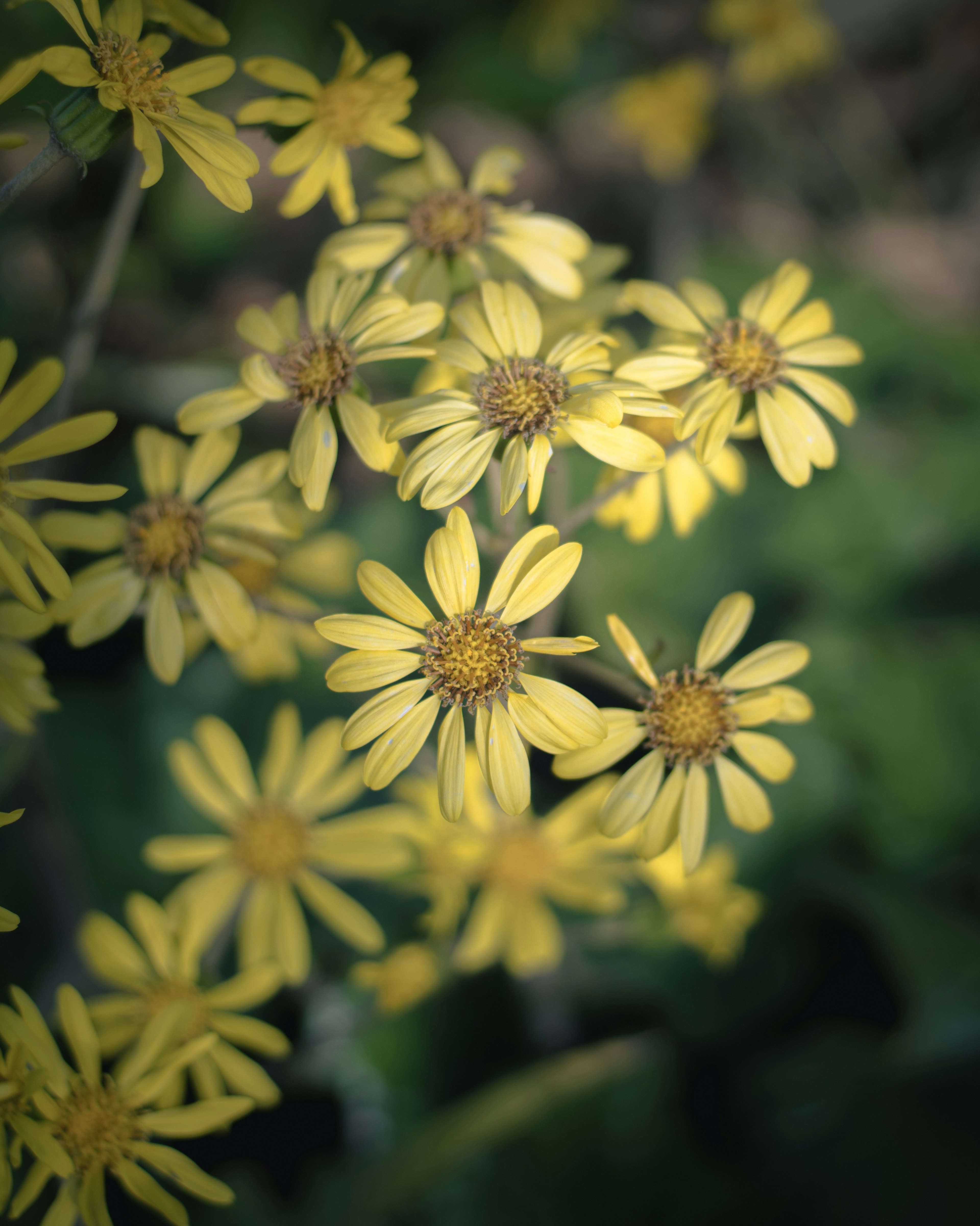 Close-up of yellow flowers against a green background