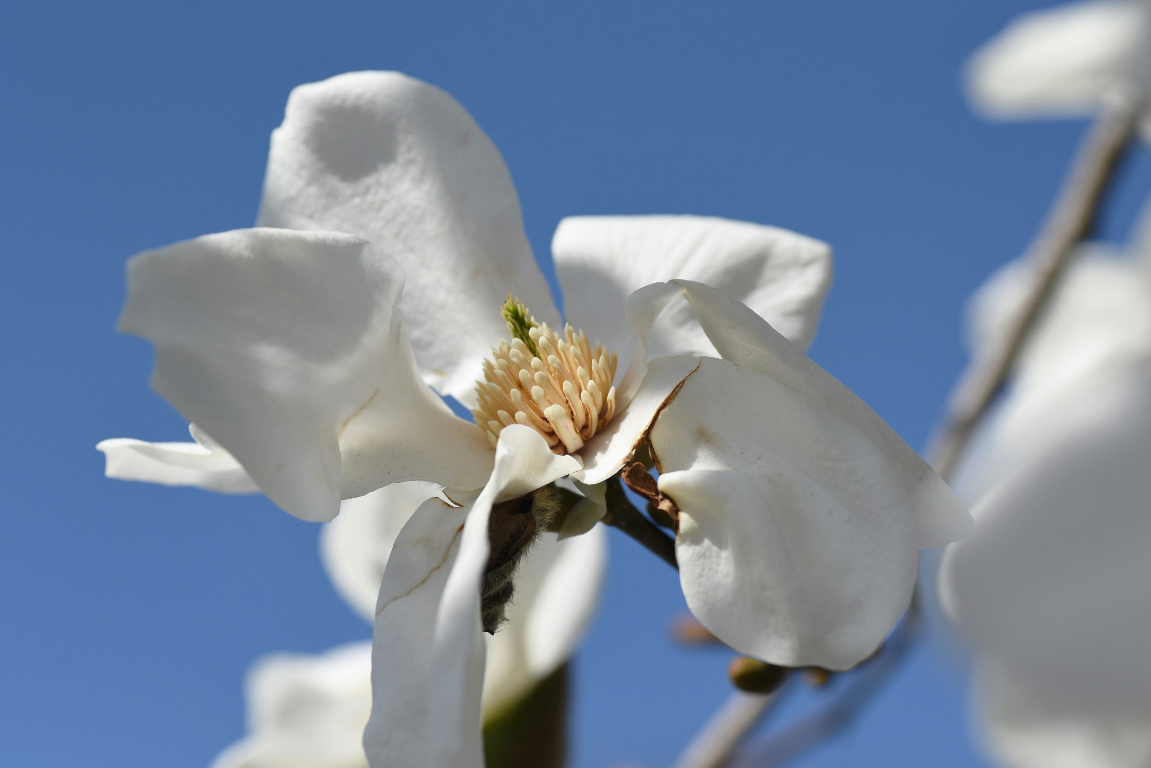 Acercamiento de una flor blanca contra un cielo azul