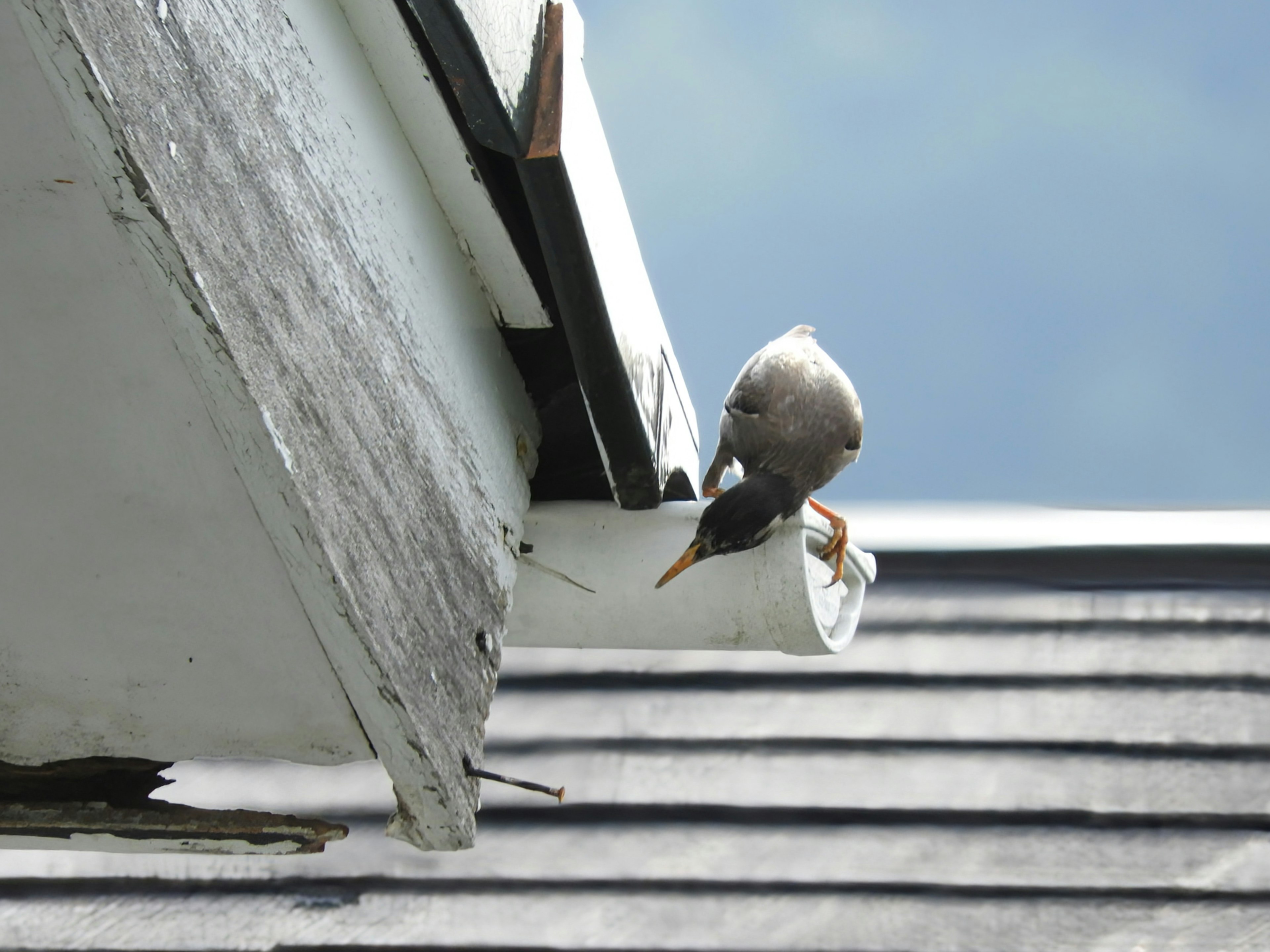 Seekor burung kecil bertengger di talang atap