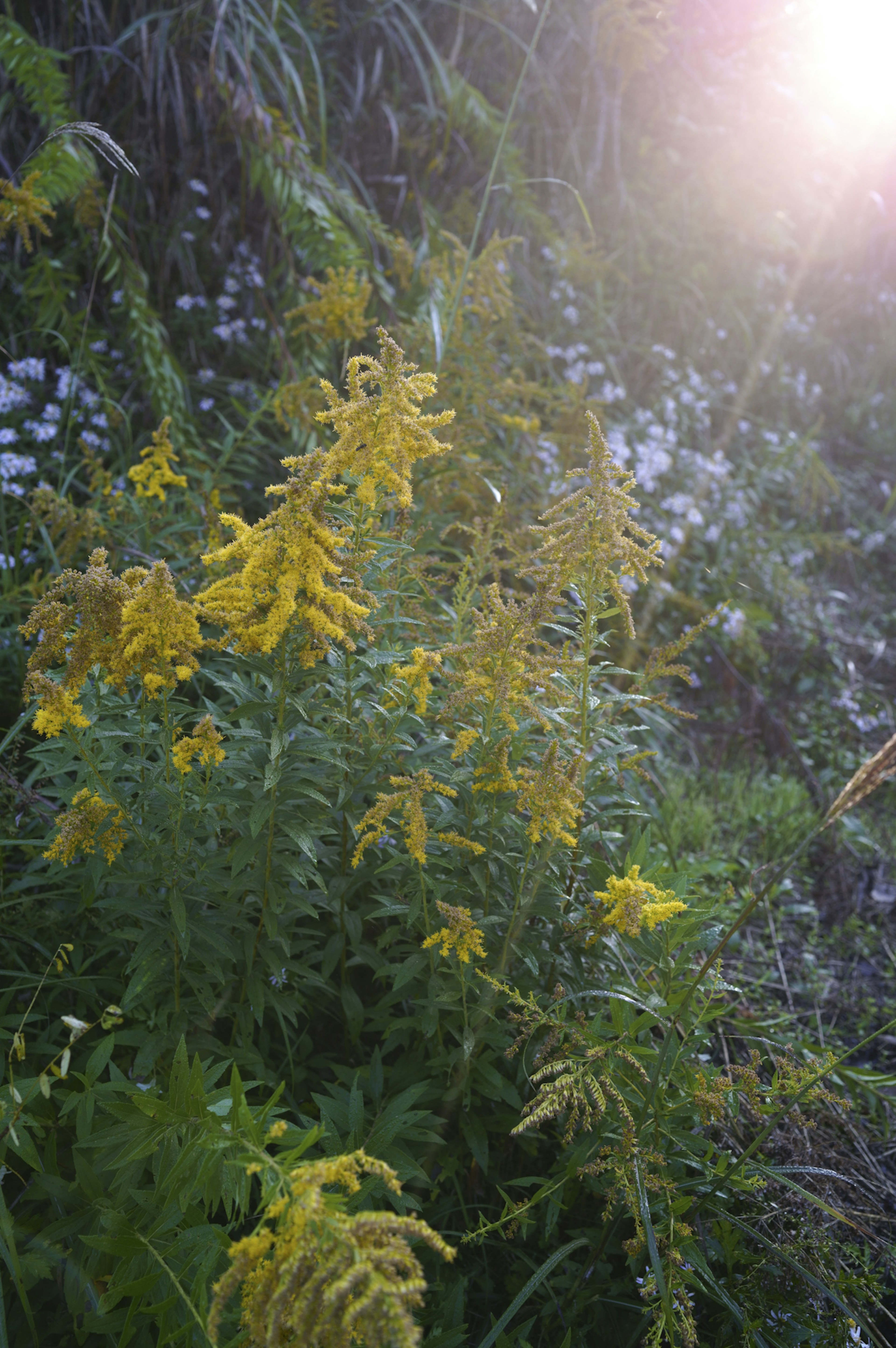 Gros plan de plantes à fleurs jaunes avec des feuilles vertes floues en arrière-plan lumière du soleil