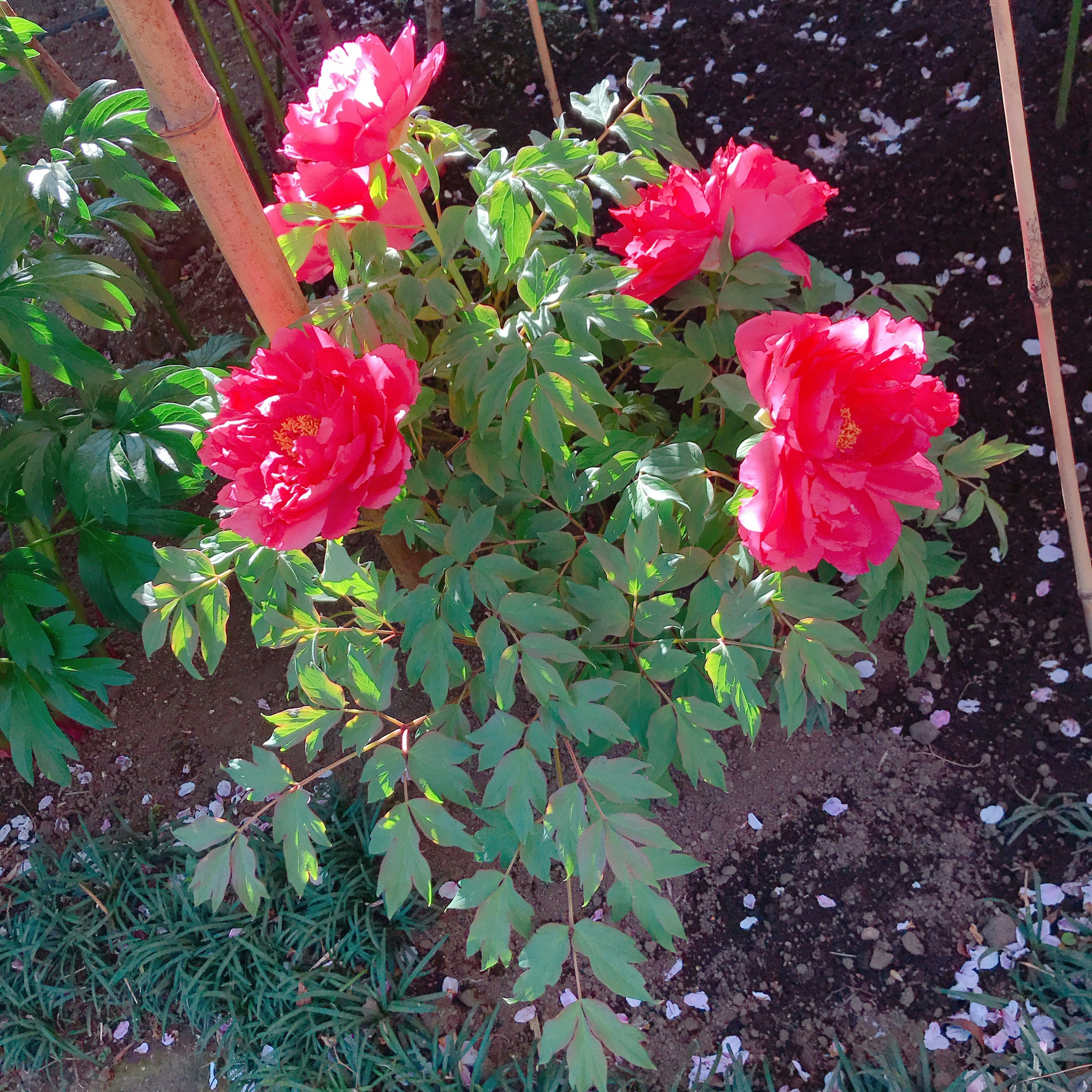 A plant with bright red flowers surrounded by green leaves