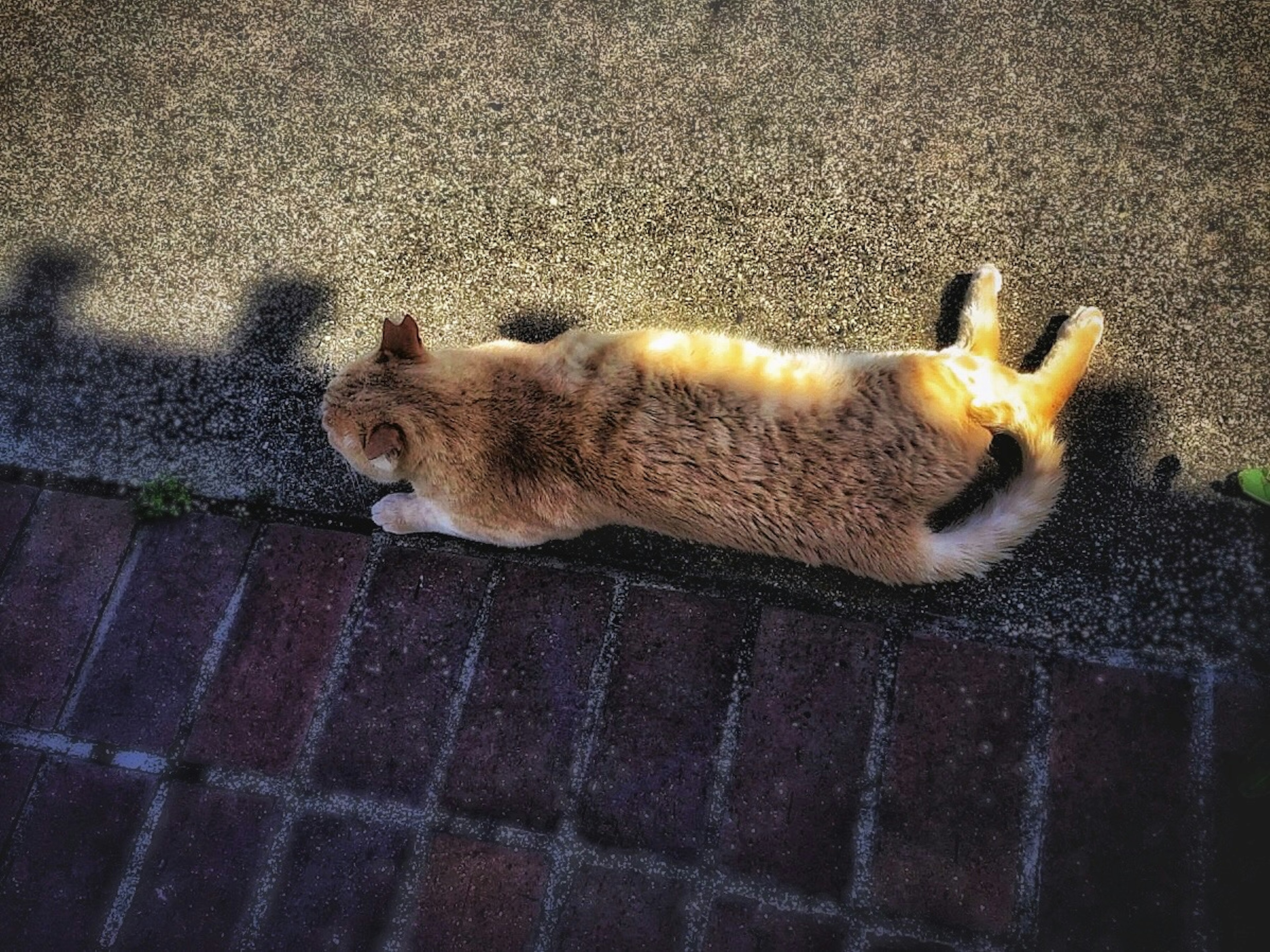 Vista desde arriba de un gato naranja acostado al sol