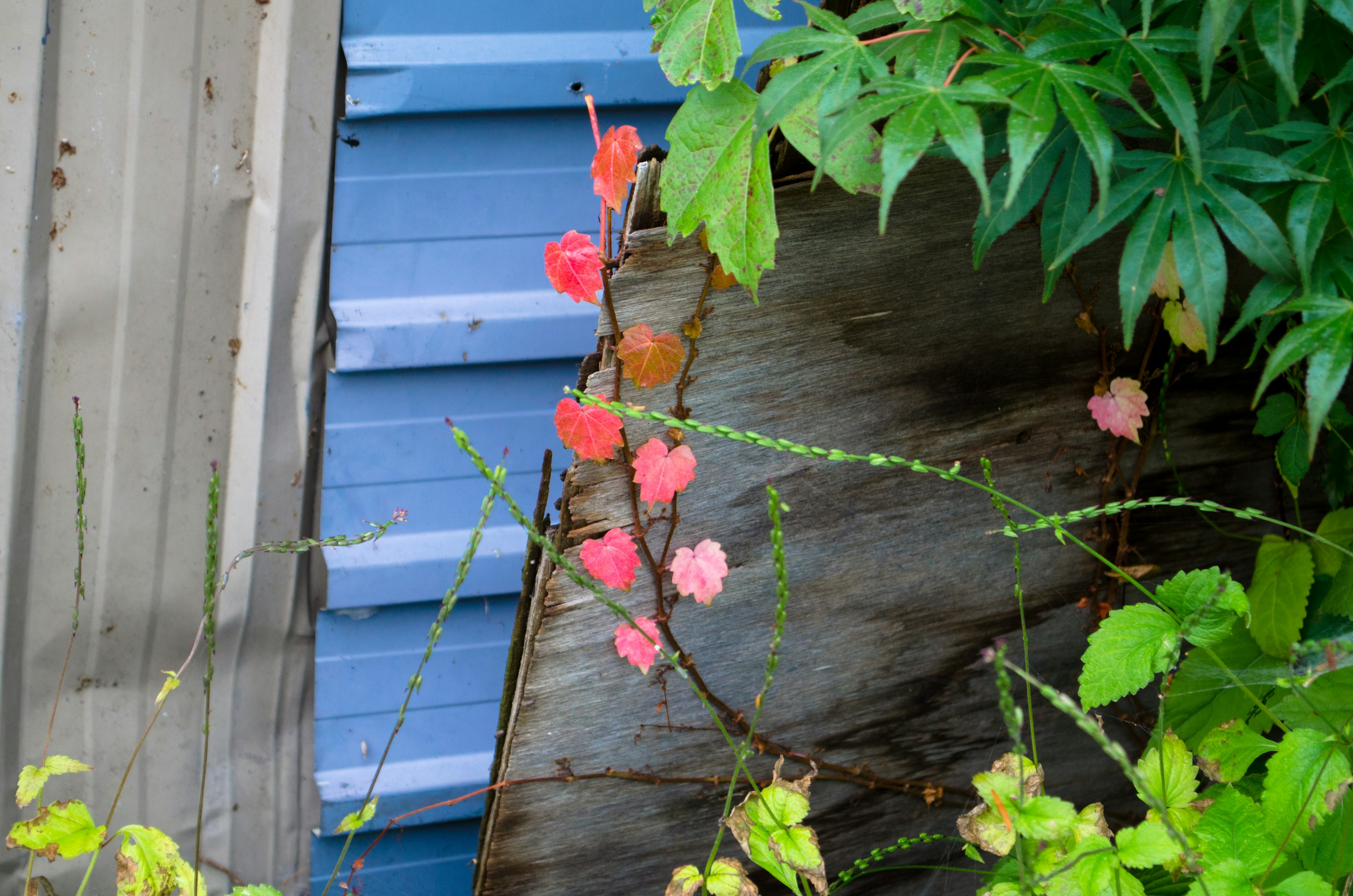 Vignes avec des feuilles roses poussant contre un mur en bois bleu