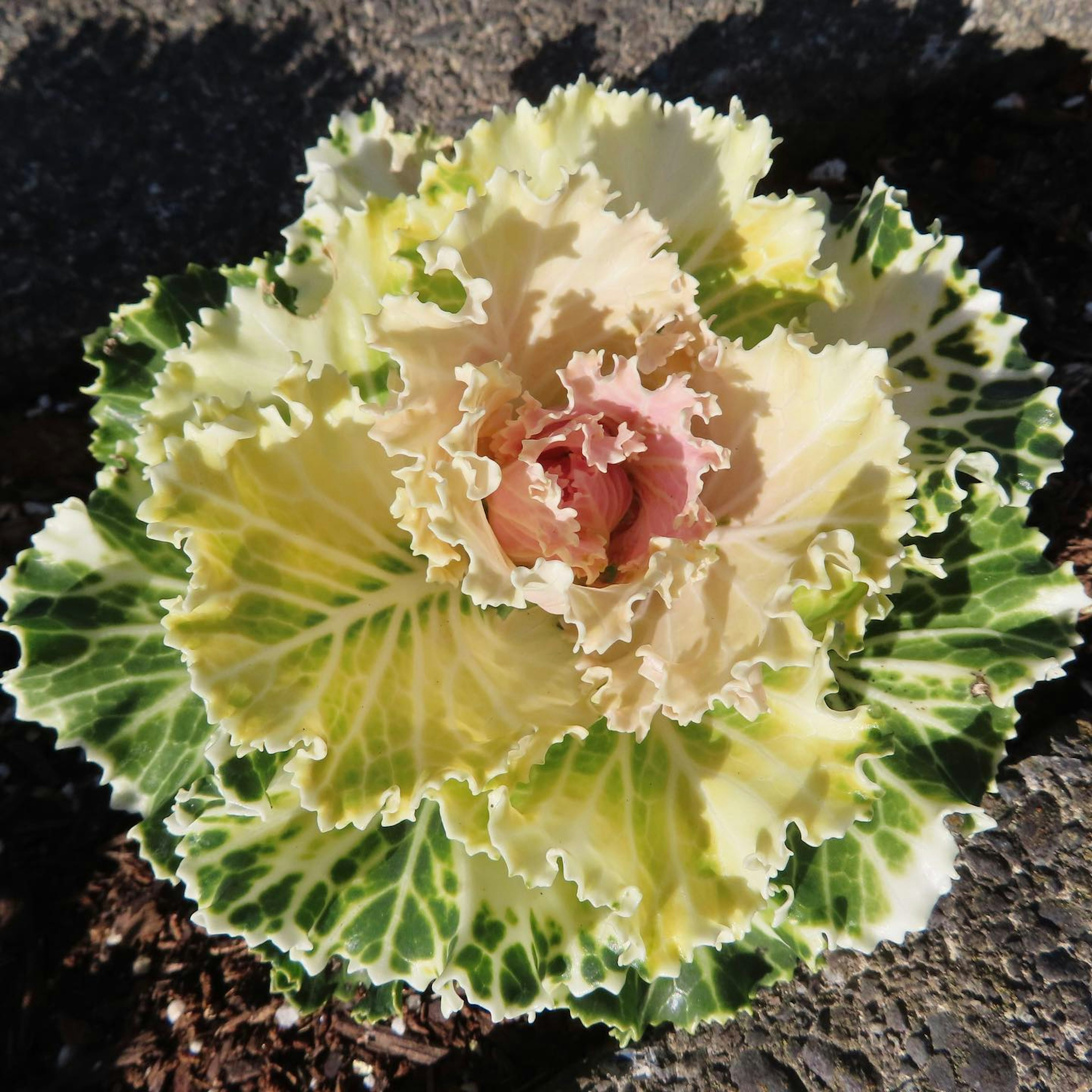 Schöne Zierkohlblüte mit cremigen weißen und grünen Rändern und rosa Blütenblättern in der Mitte