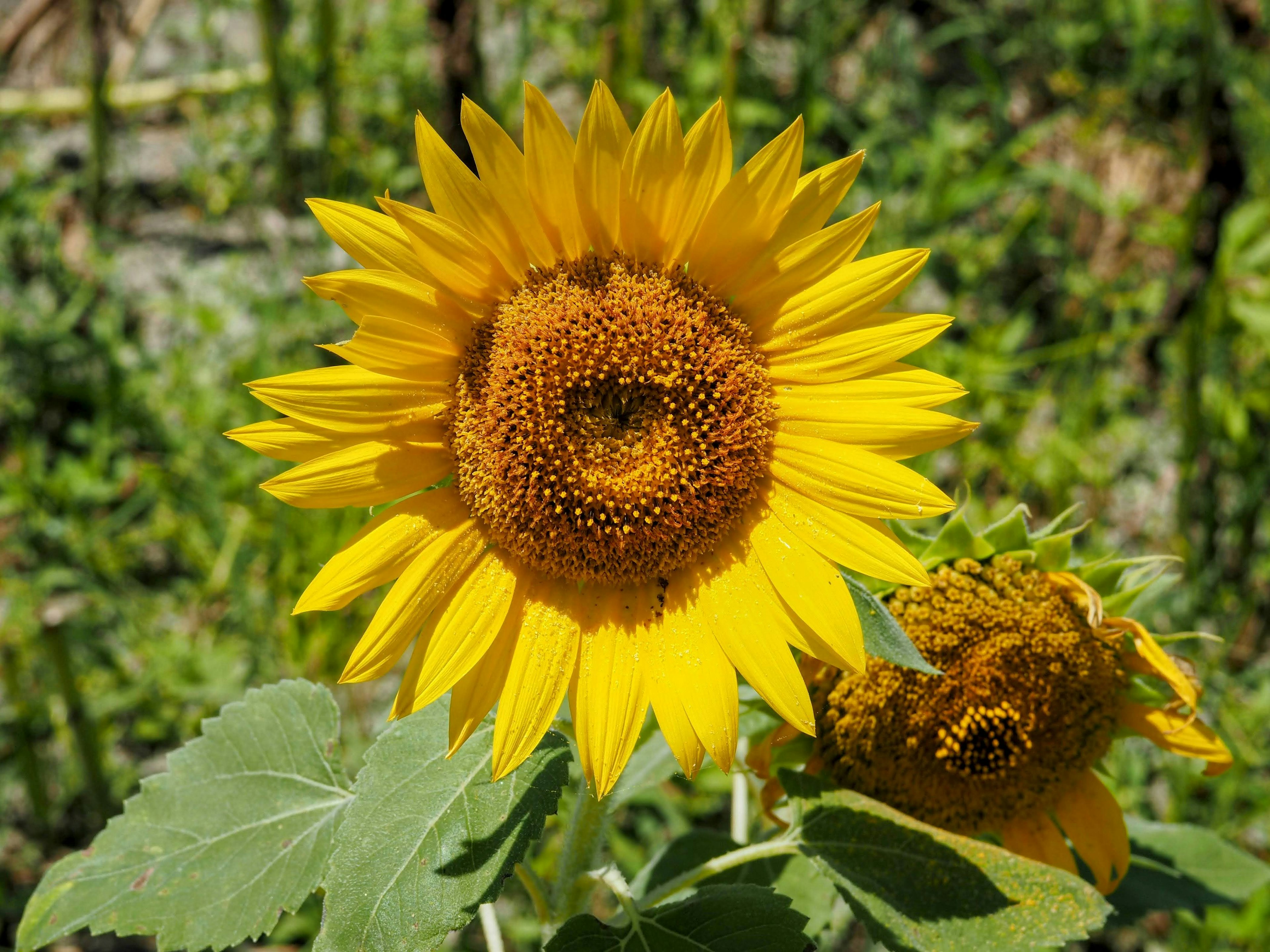 Un tournesol jaune vif en pleine floraison