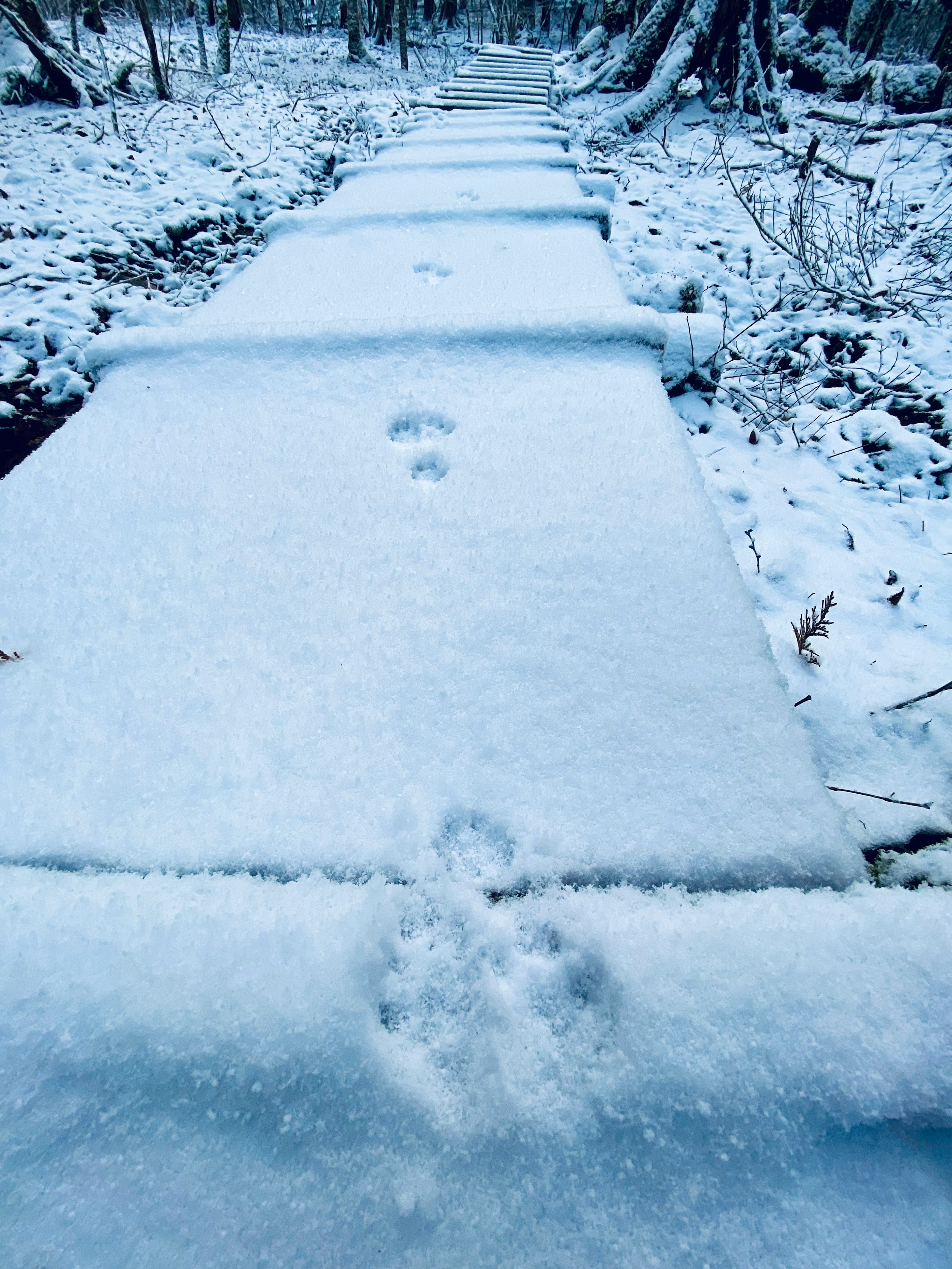 雪に覆われた小道に動物の足跡が残っている風景