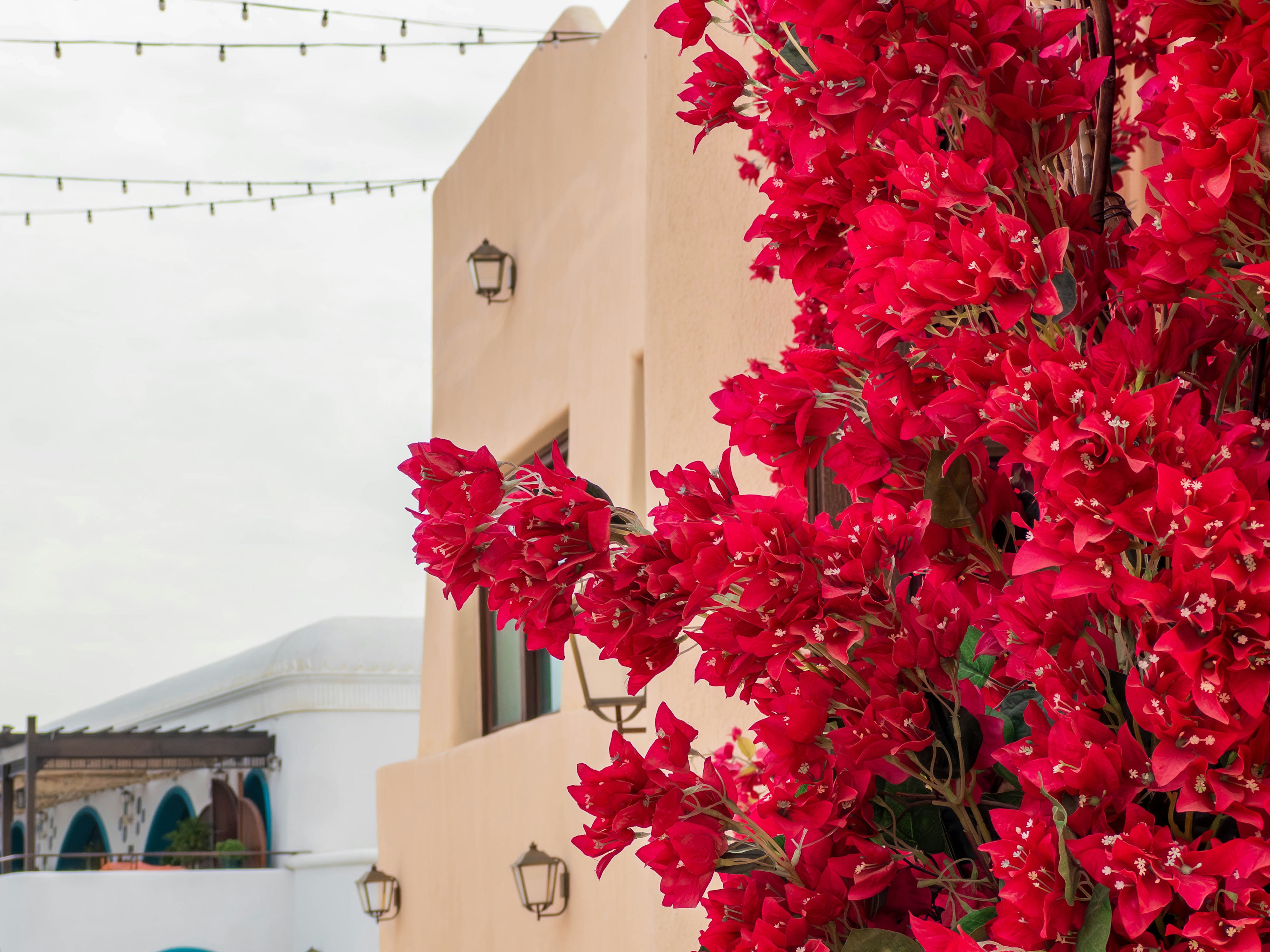 Exterior of a building adorned with vibrant red flowers against a cloudy sky