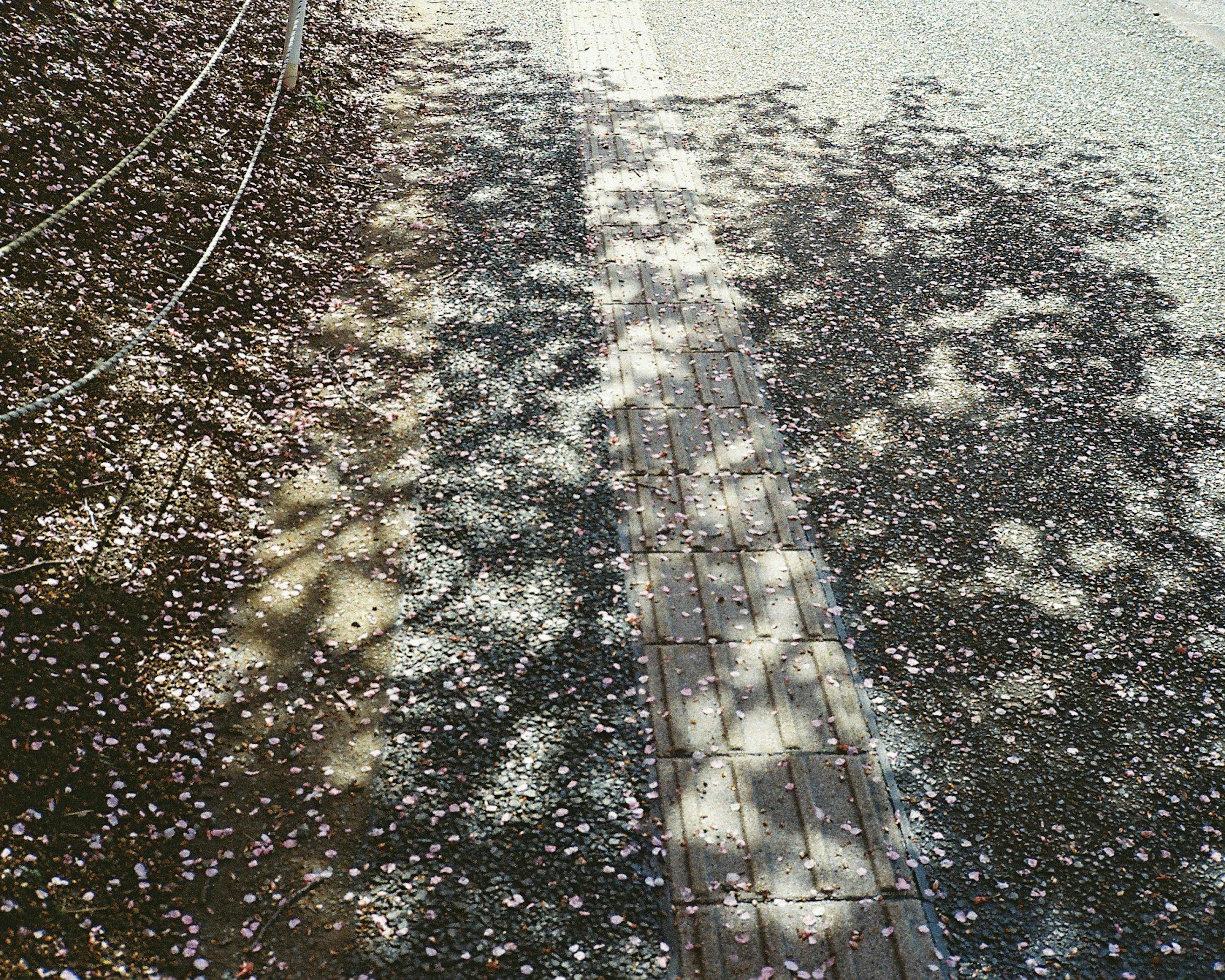 Scattered cherry blossom petals on a sidewalk with unique shadow patterns