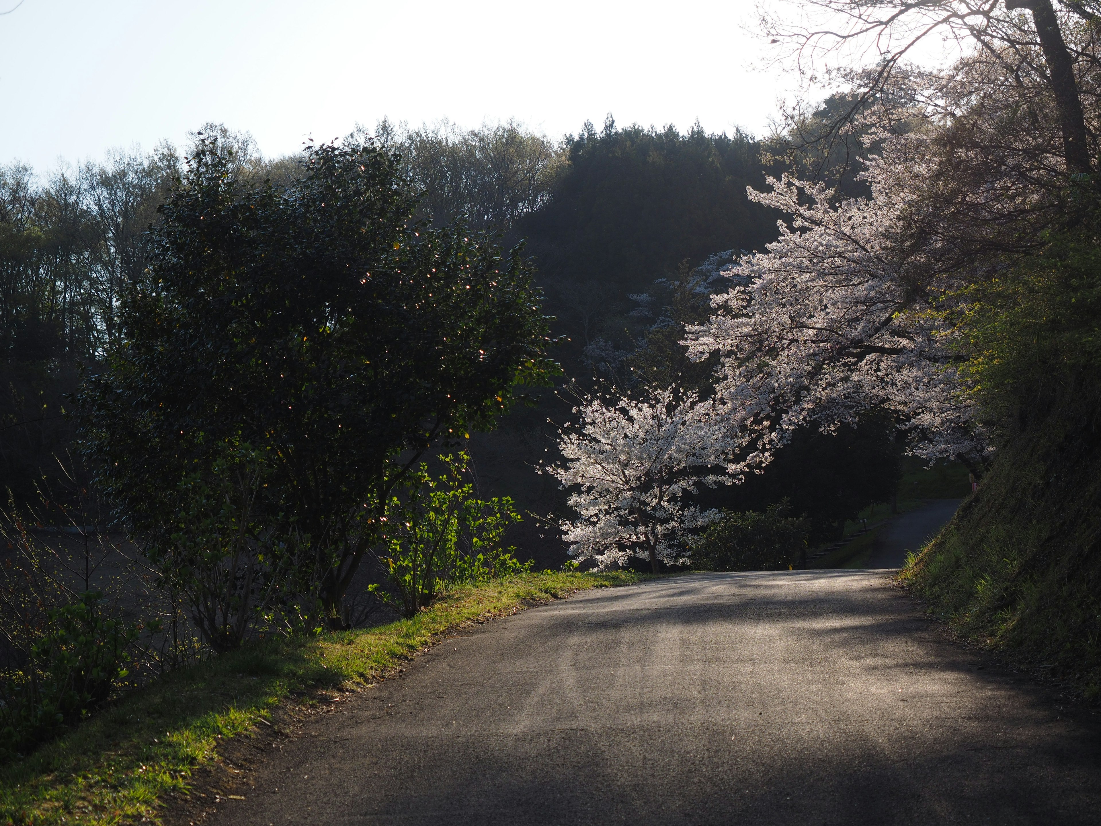 桜の木が咲く曲がりくねった道路の風景