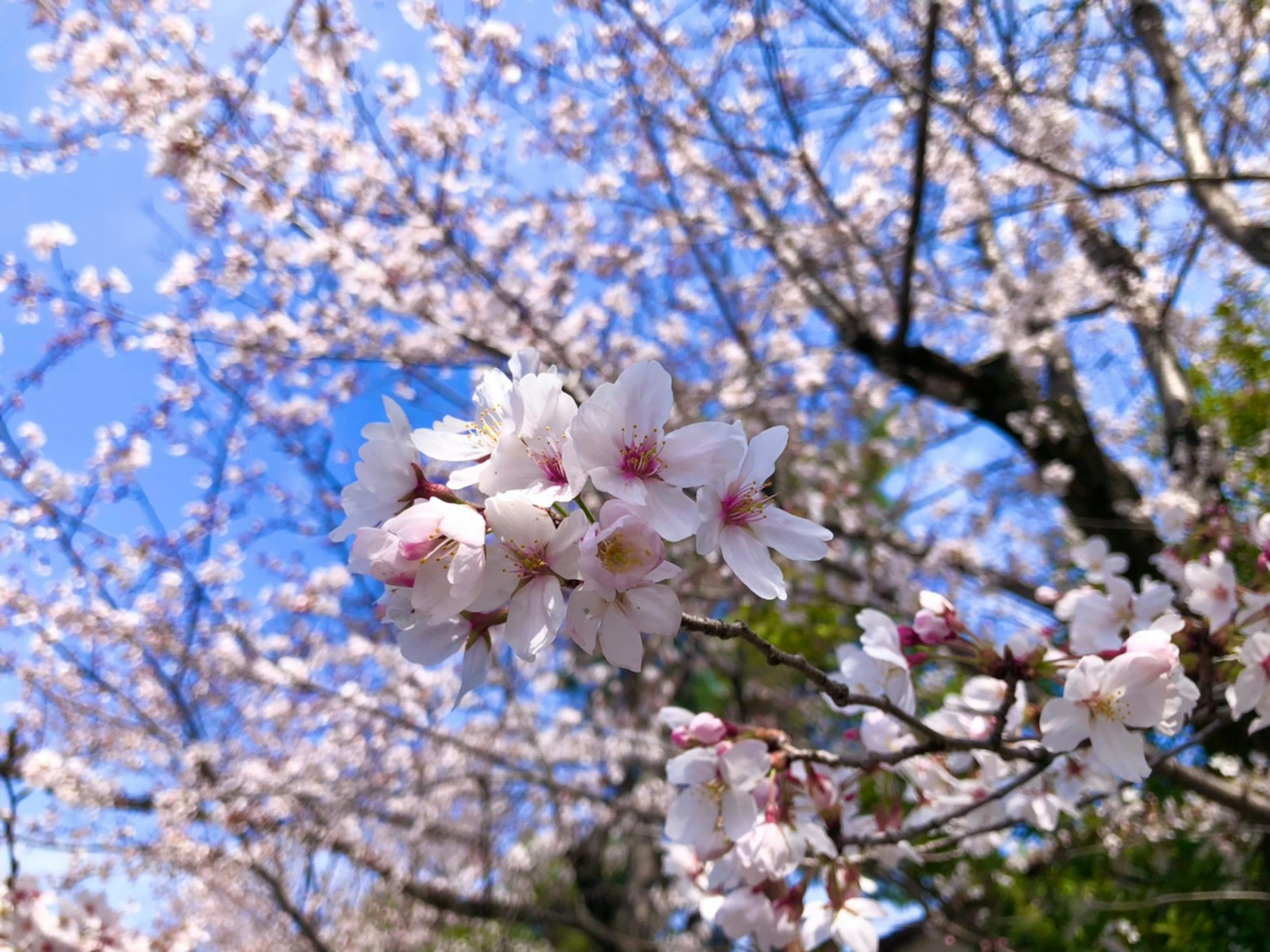 Flores de cerezo en plena floración contra un cielo azul