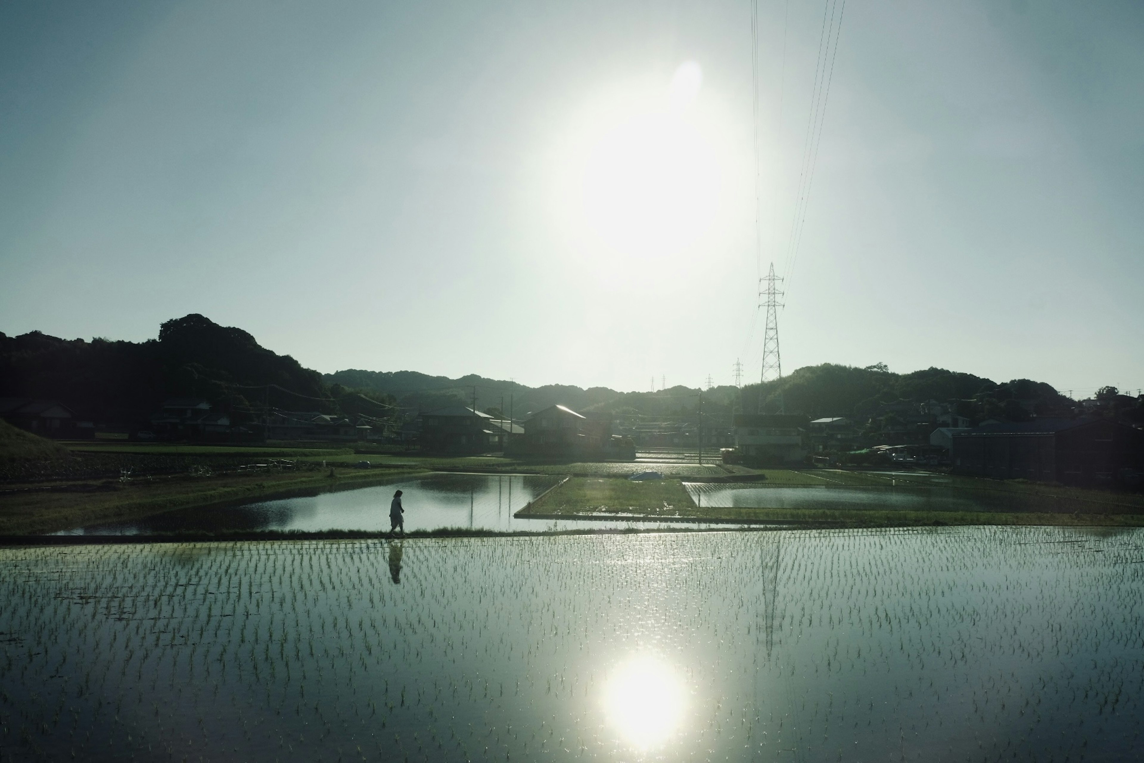 Sunrise over rice fields with mountains in the background