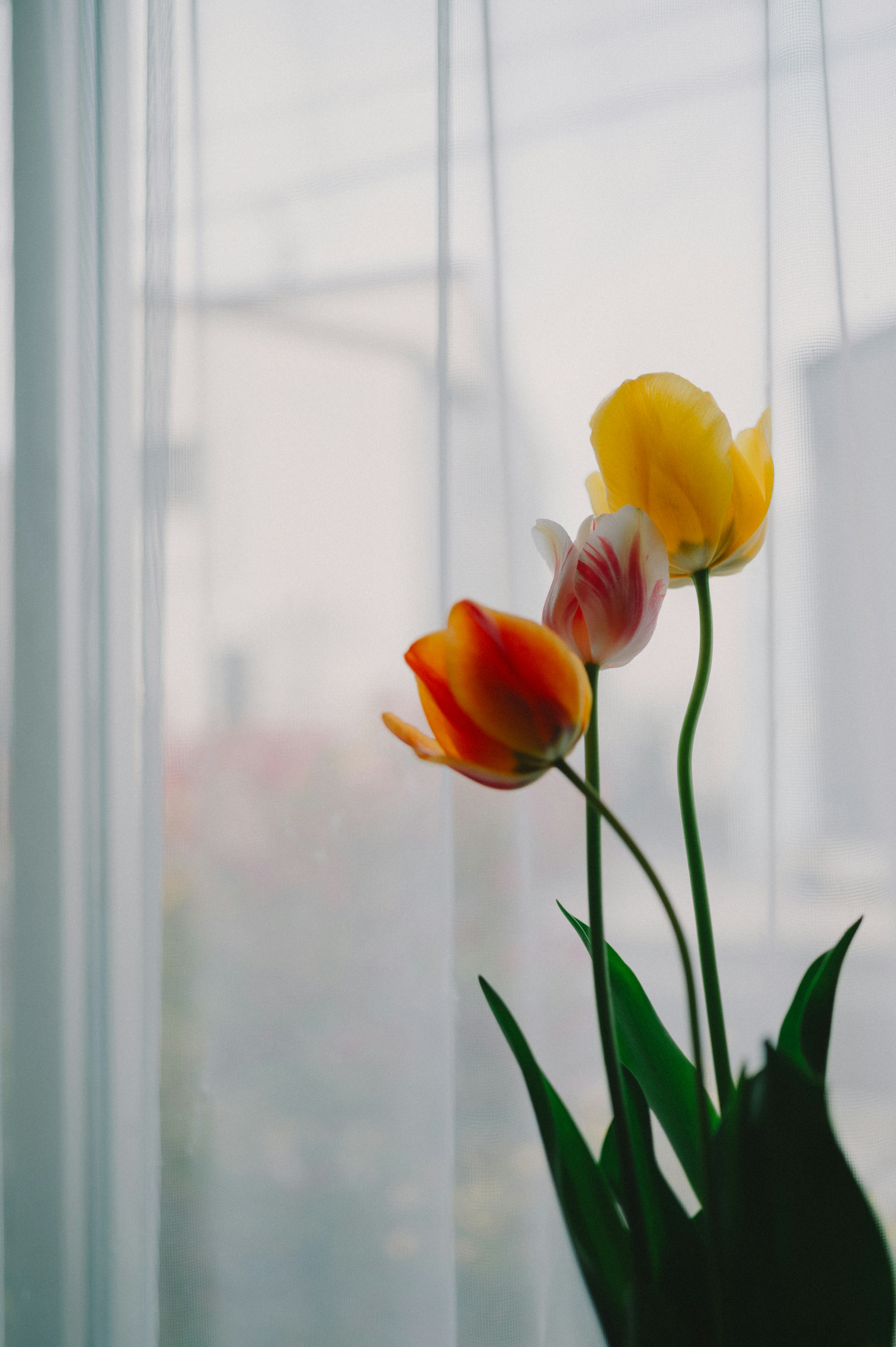 Colorful bouquet of tulips seen through sheer curtains