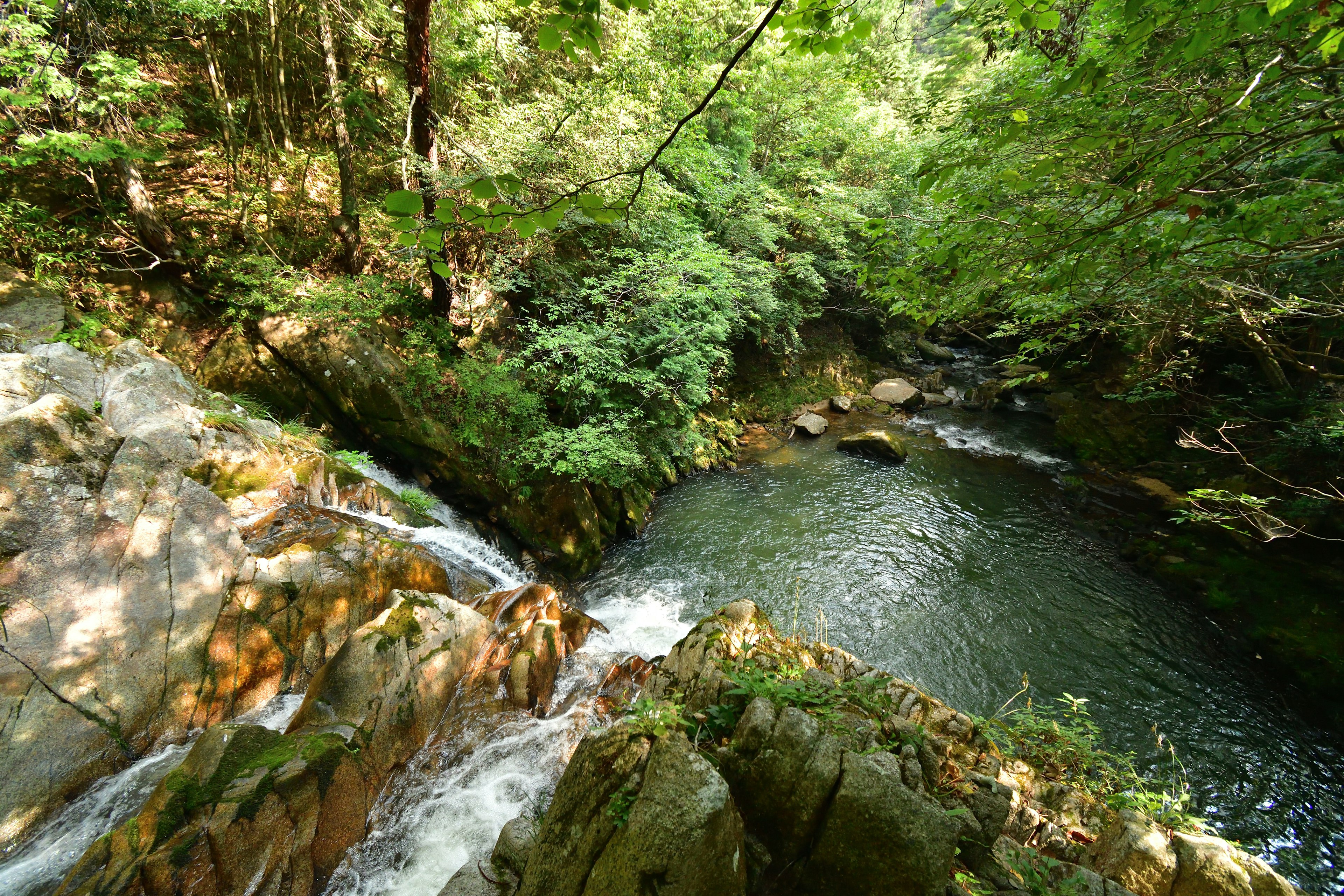 Un arroyo rodeado de vegetación exuberante y rocas