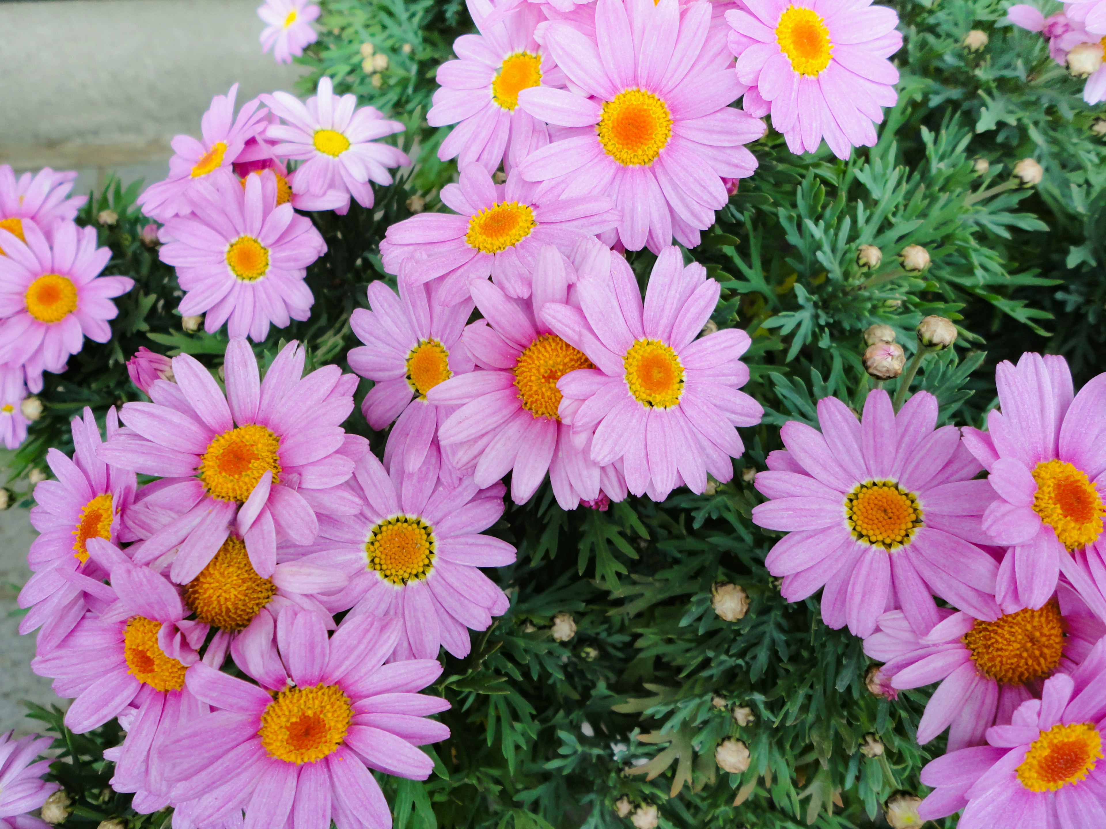 Vibrant pink flowers with yellow centers surrounded by green foliage