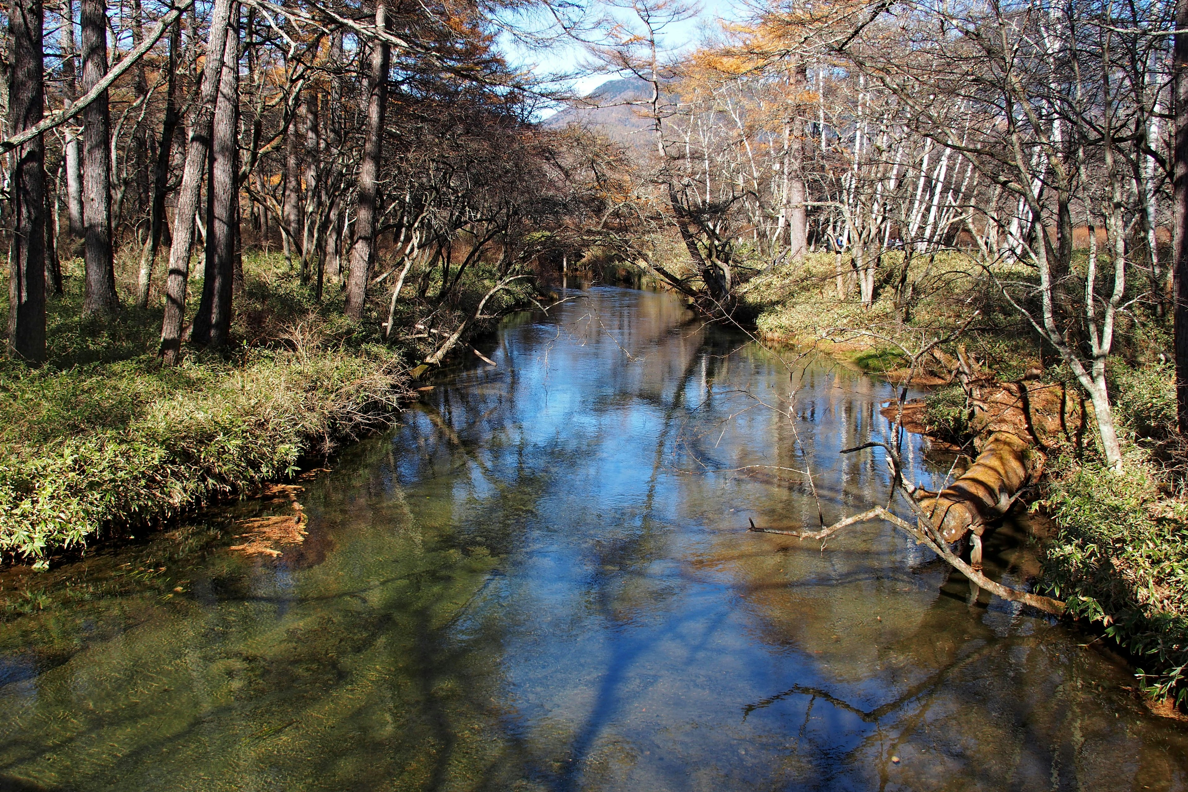 Serene river landscape surrounded by trees under a blue sky