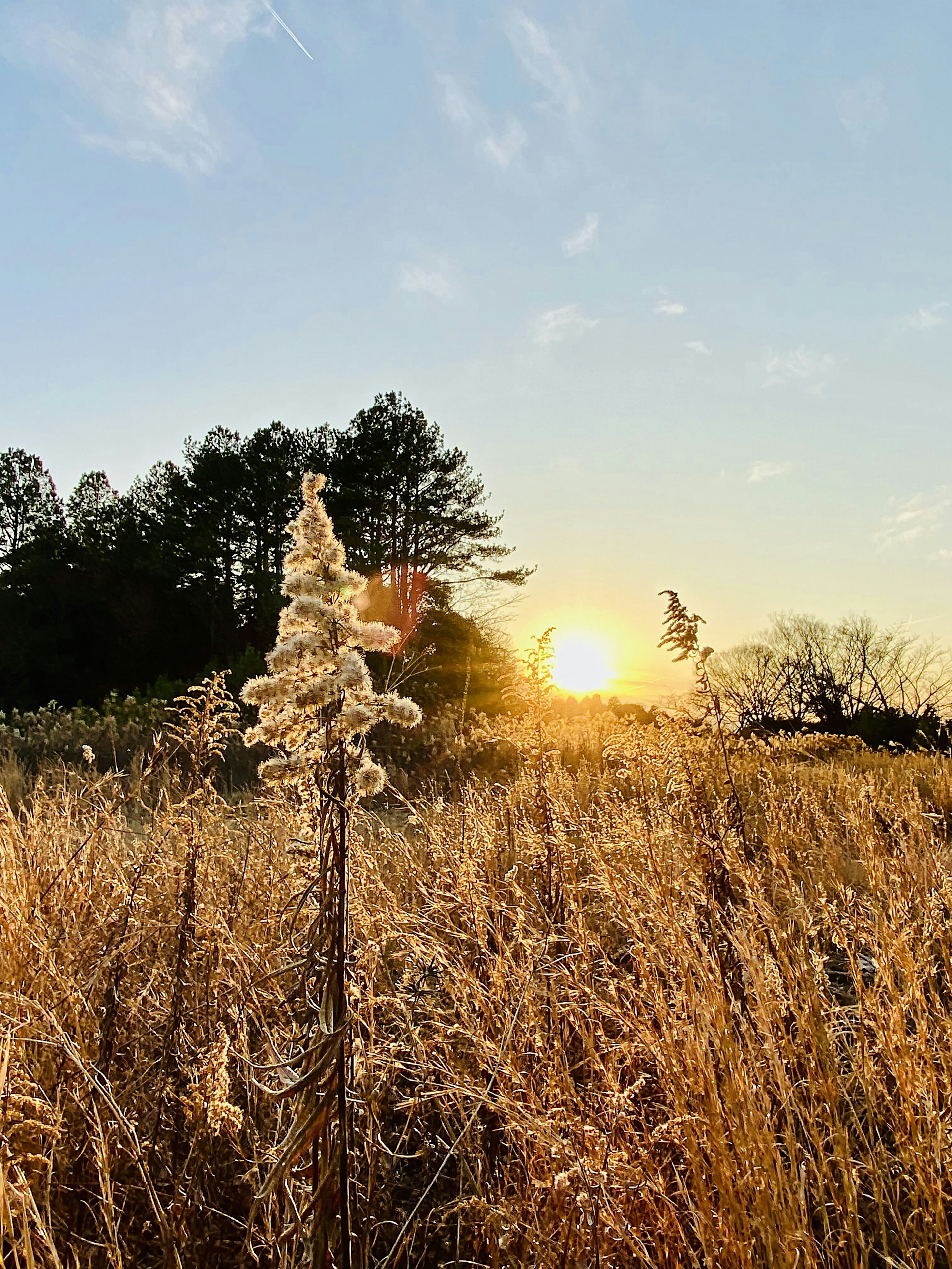 Un campo di erba secca con alberi sullo sfondo e un tramonto