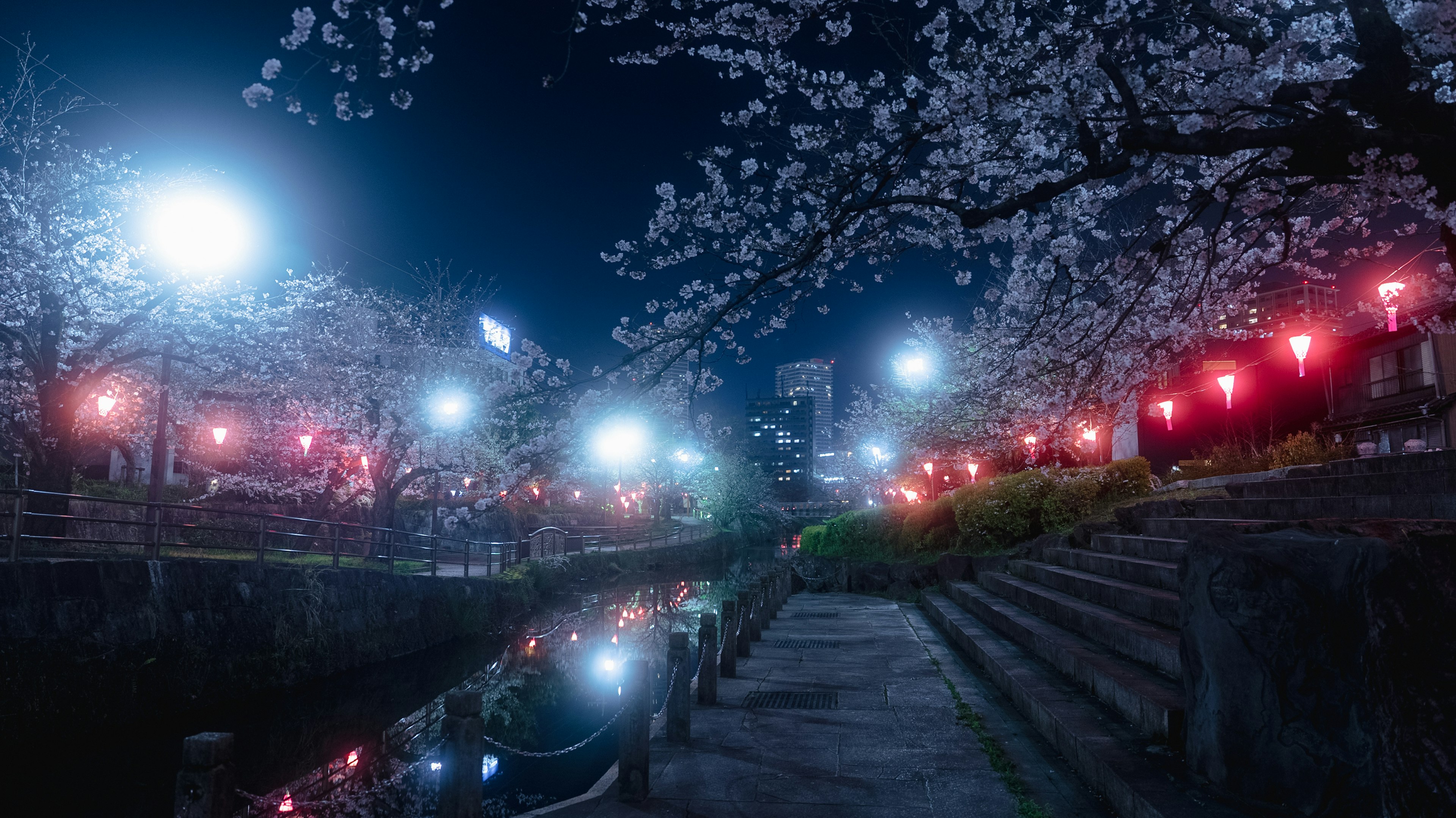 夜桜が咲く川沿いの散歩道に赤い提灯と明かりが灯る風景