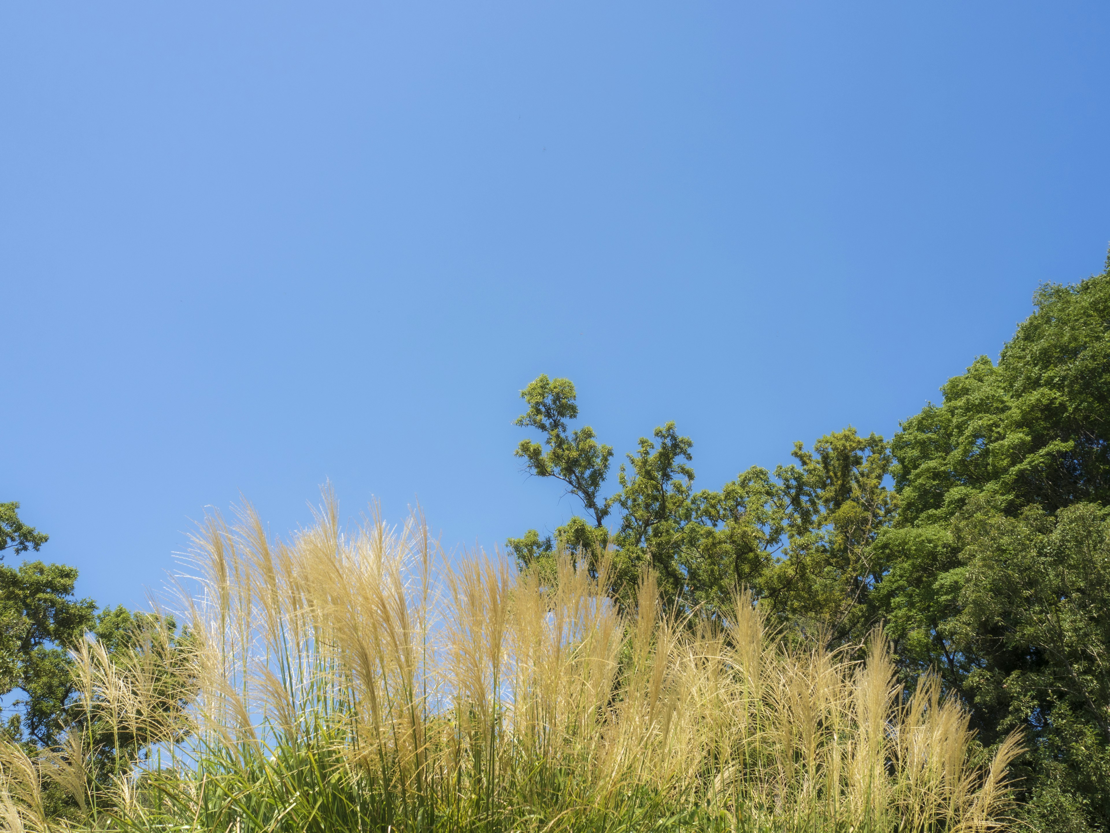 Paisaje con cielo azul y hierba dorada