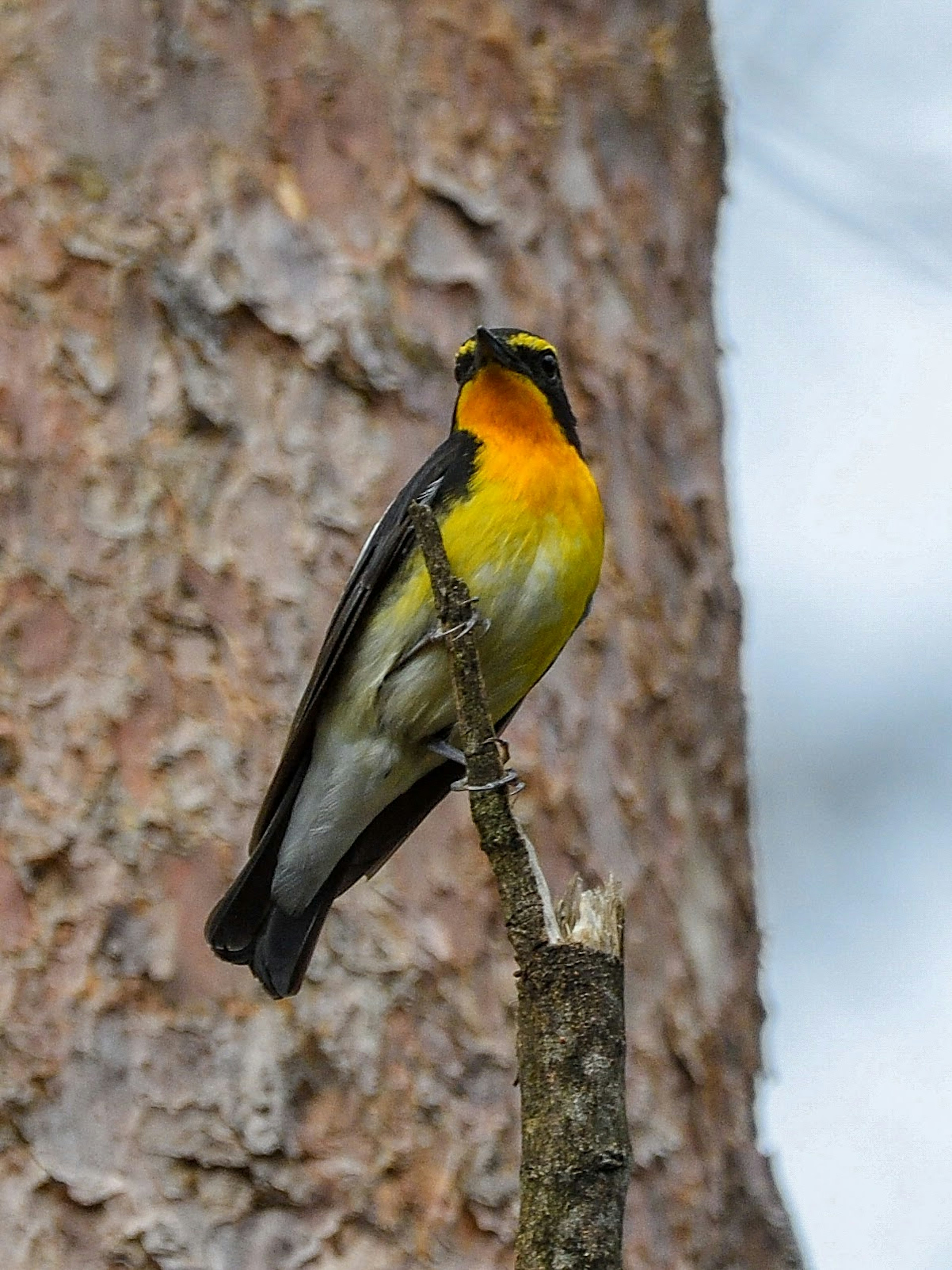 Ein lebhaft orange-schwarzer Vogel, der auf einem Ast sitzt