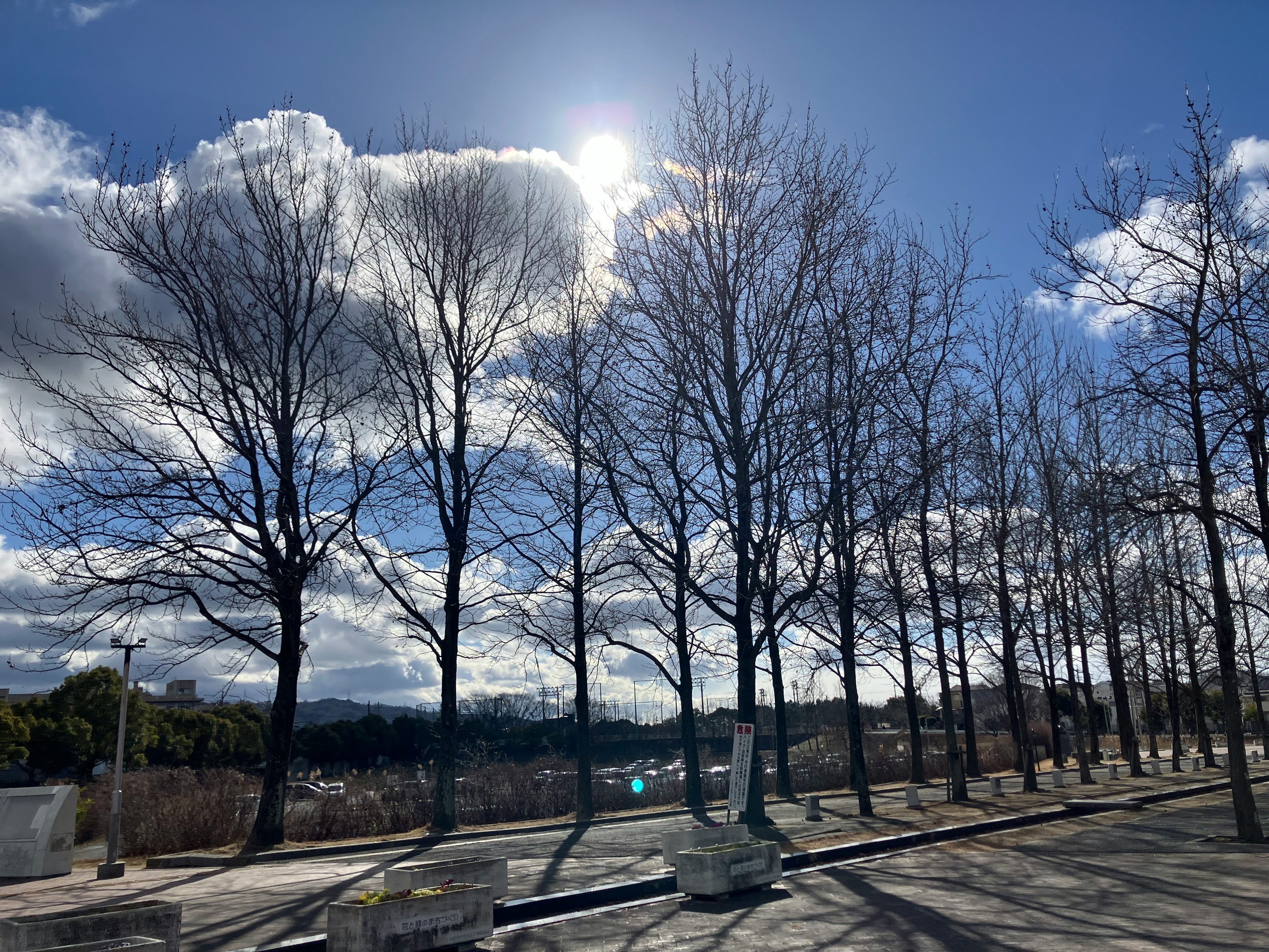 青空と雲の下に立つ葉のない木々の並び