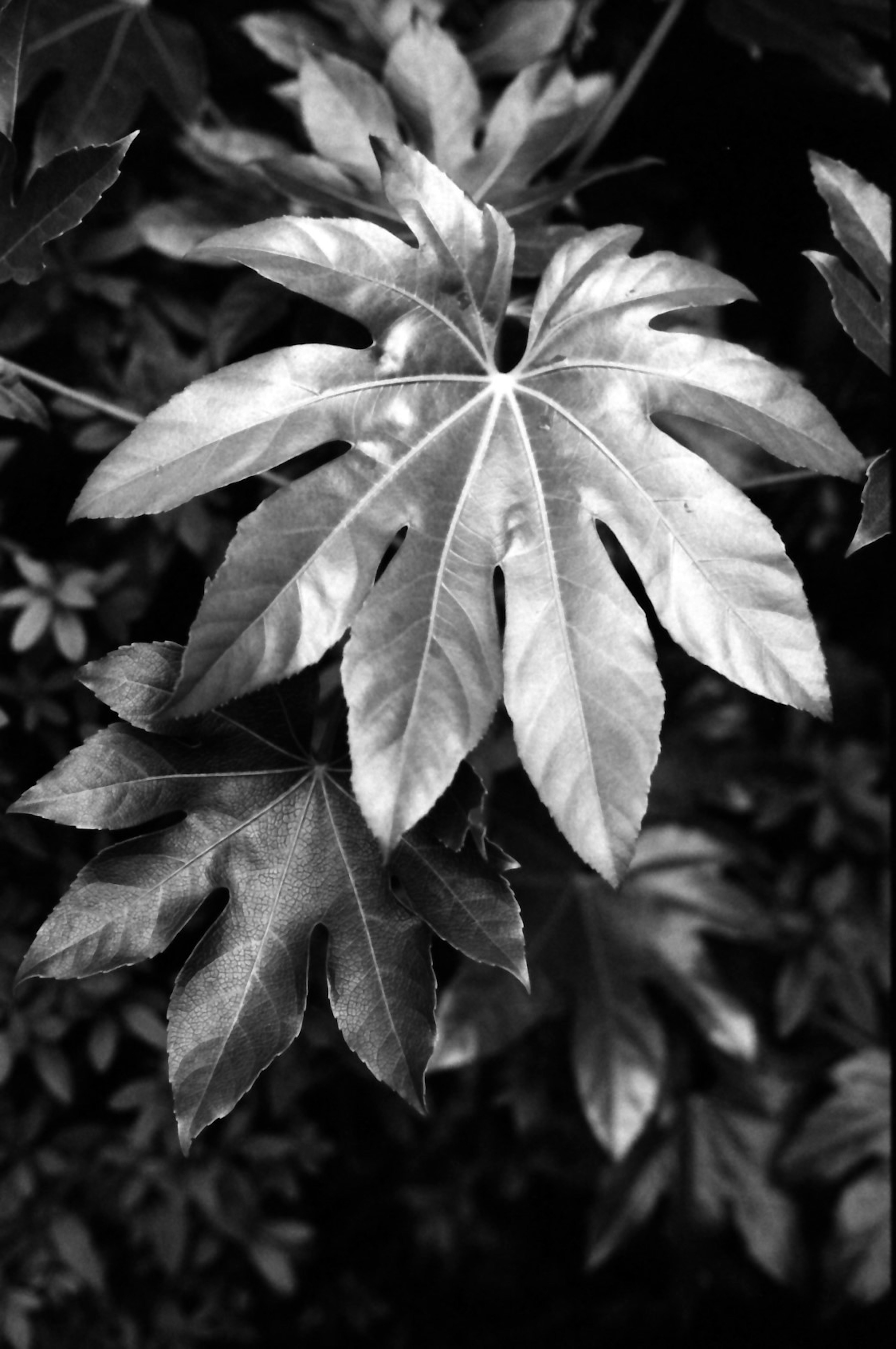 Close-up of large leaves against a black background