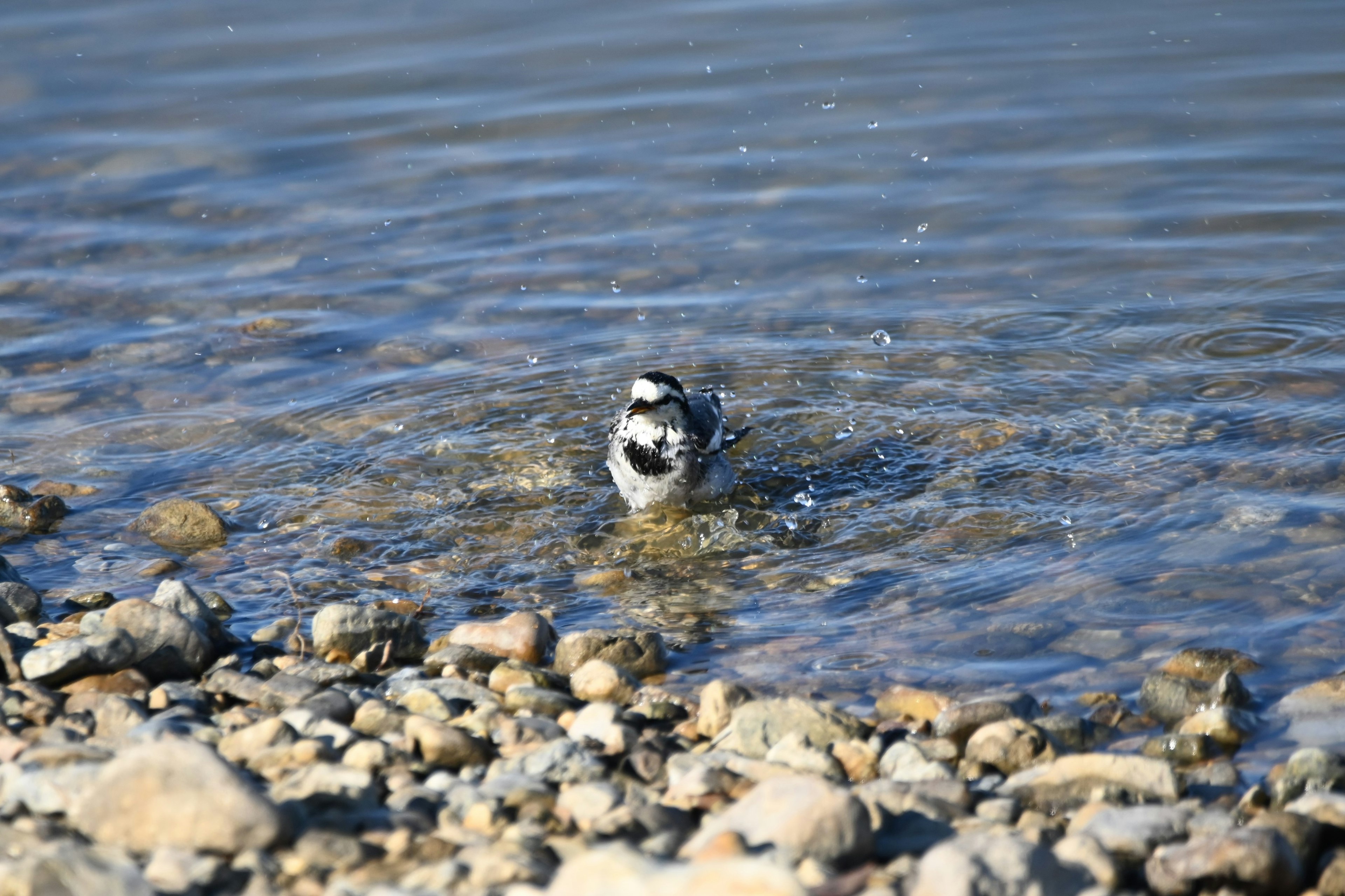 A small bird splashing in shallow water among pebbles