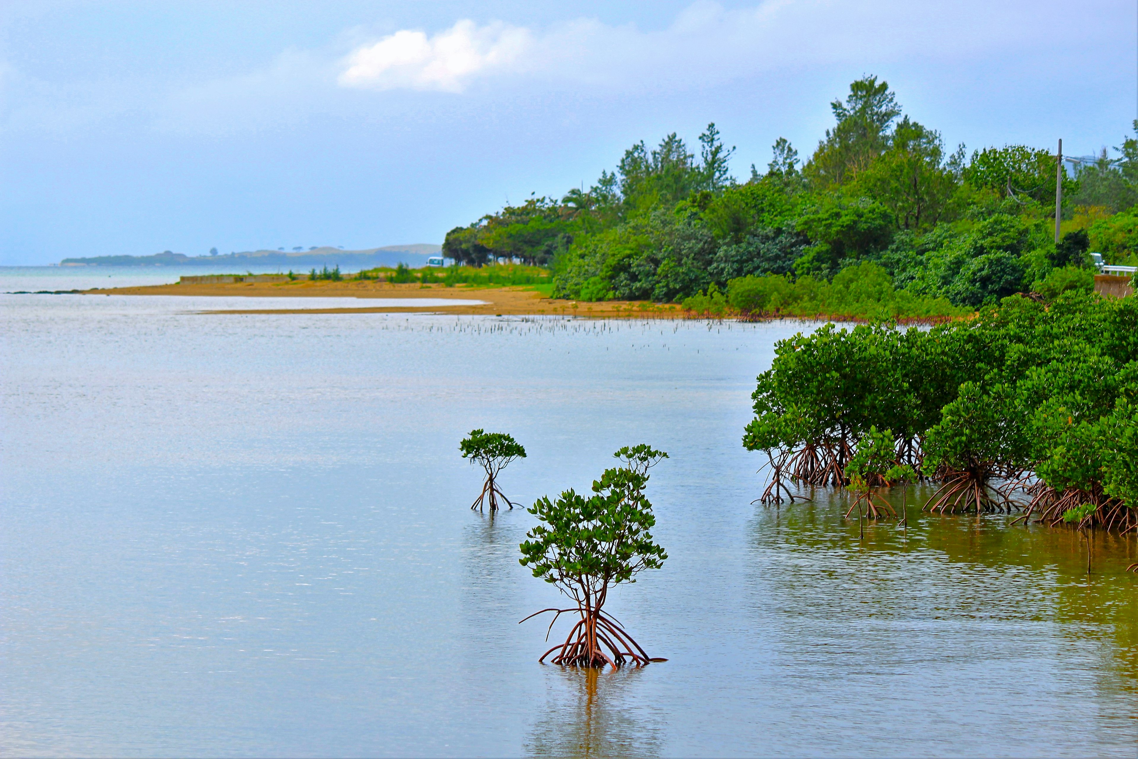 Mangrove di air tenang biru dengan vegetasi subur