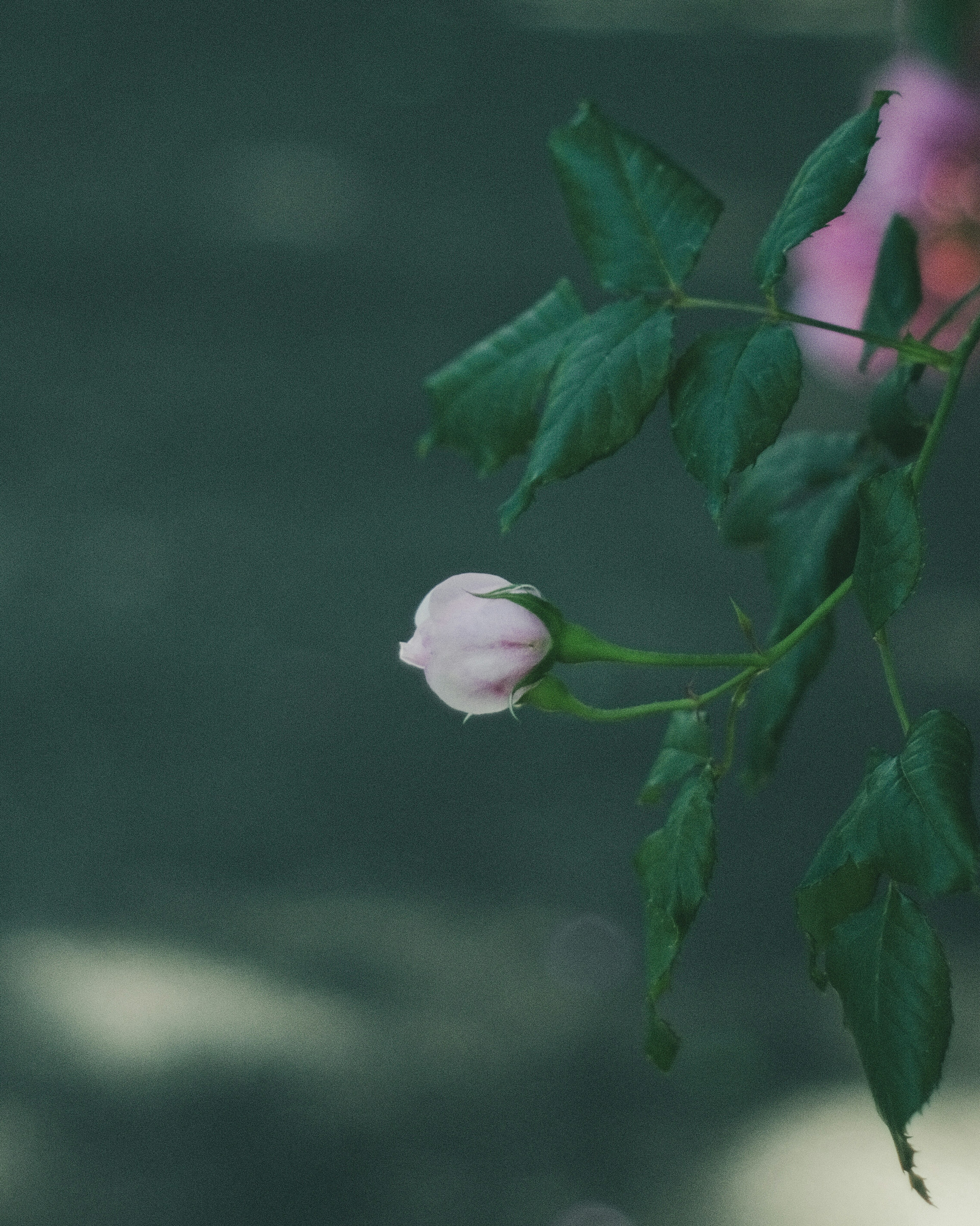 A flower branch with a soft pink bud and green leaves against a green background