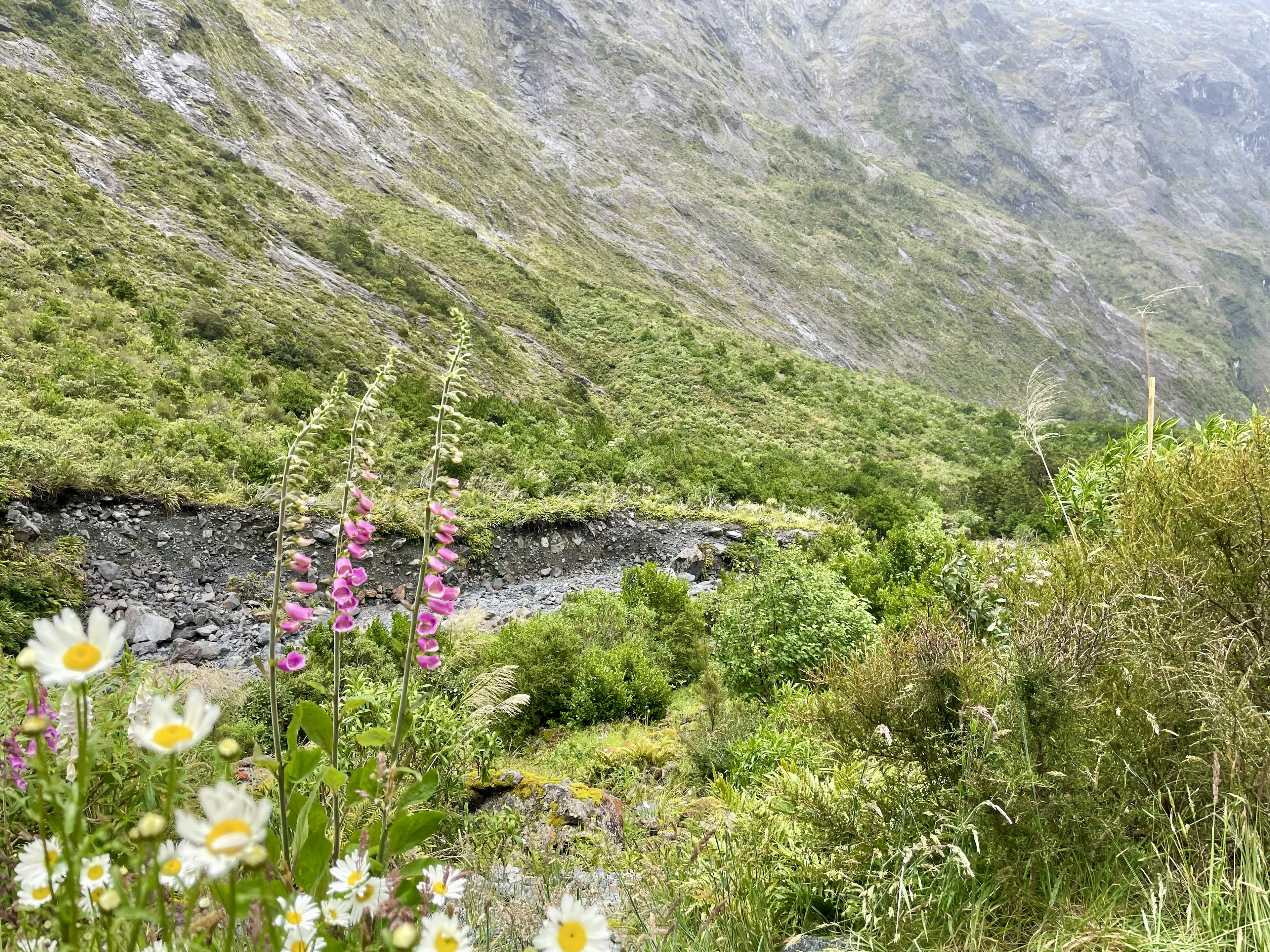 緑豊かな山の谷間に流れる小川と色とりどりの花々