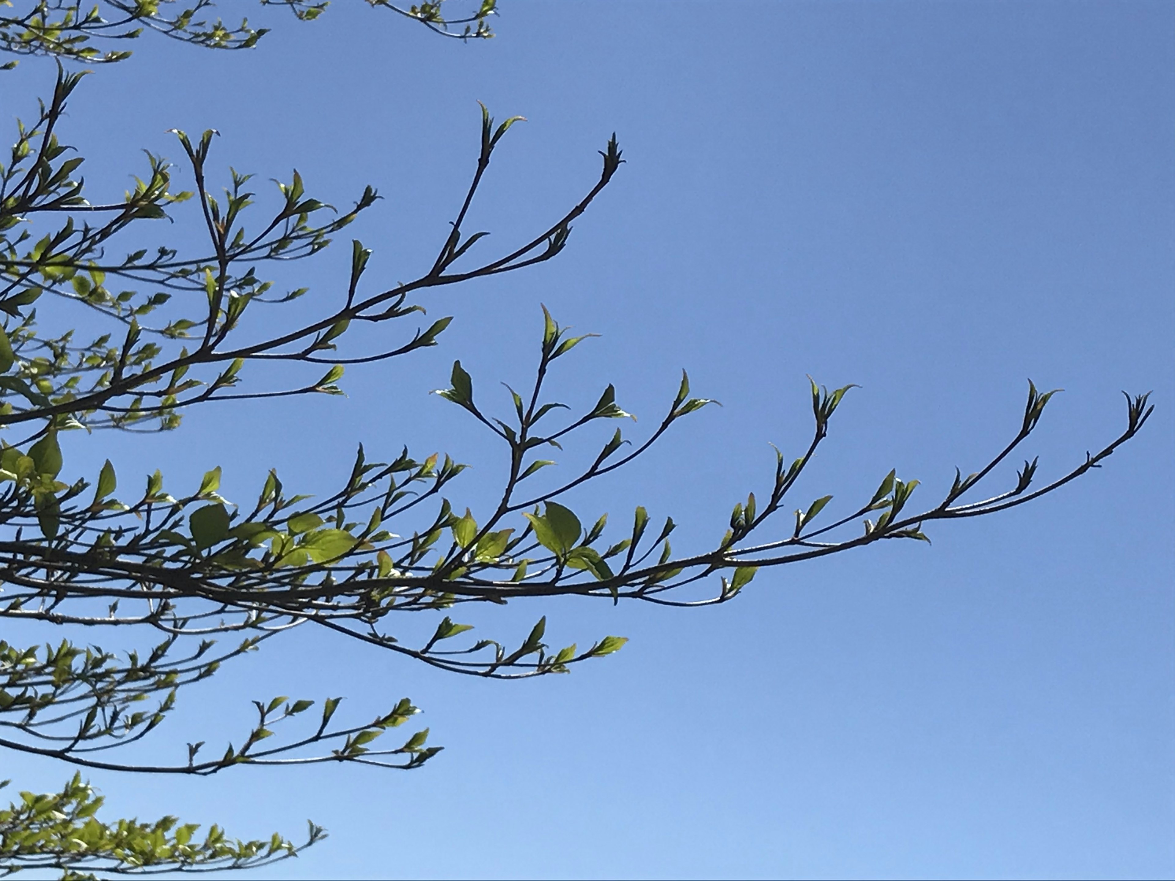 Branches with fresh green leaves against a clear blue sky