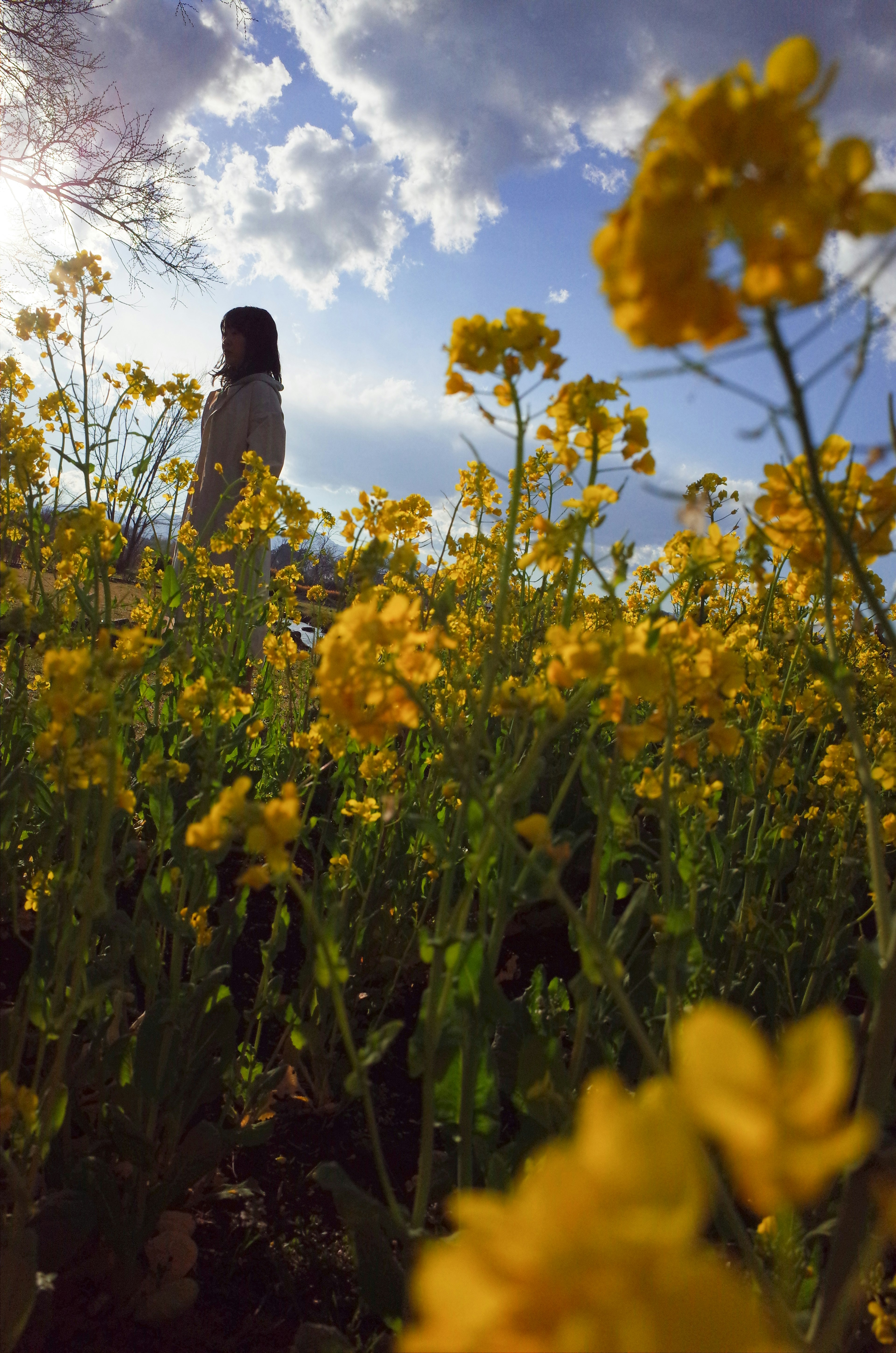 Silhouette di una donna circondata da fiori gialli e cielo blu