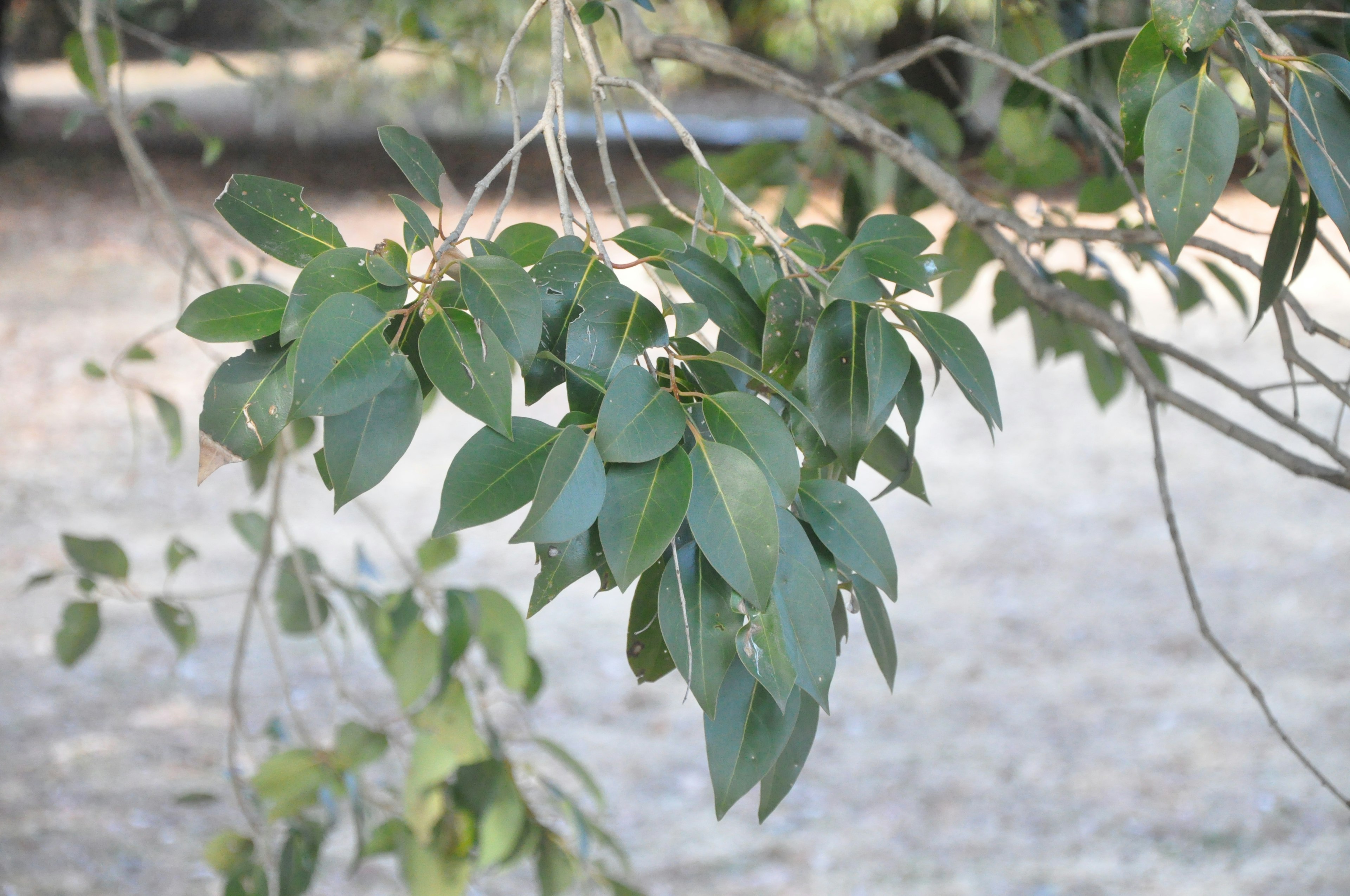 Acercamiento a hojas verdes exuberantes en una rama de árbol