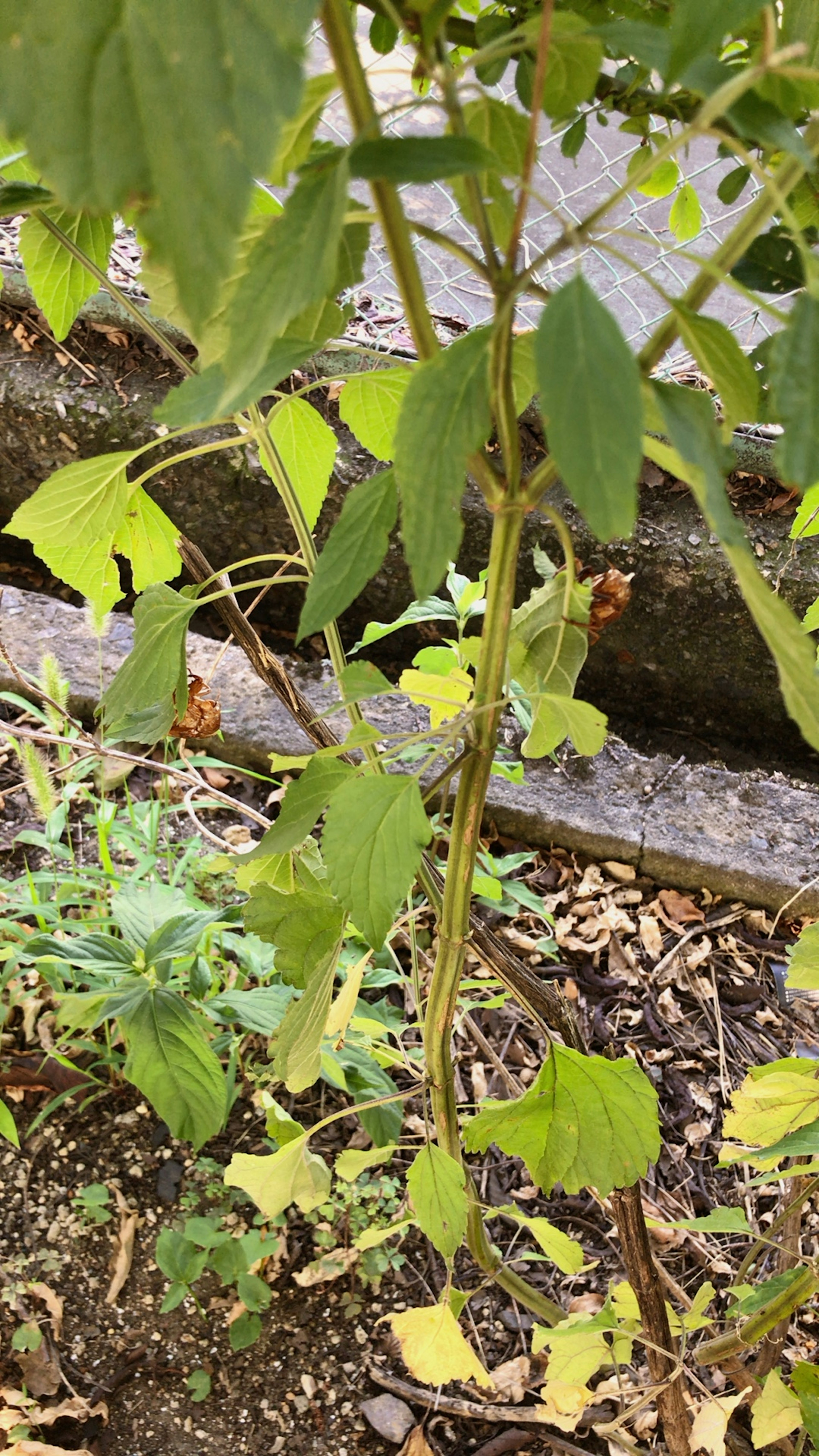 Close-up of a plant with green leaves and stems