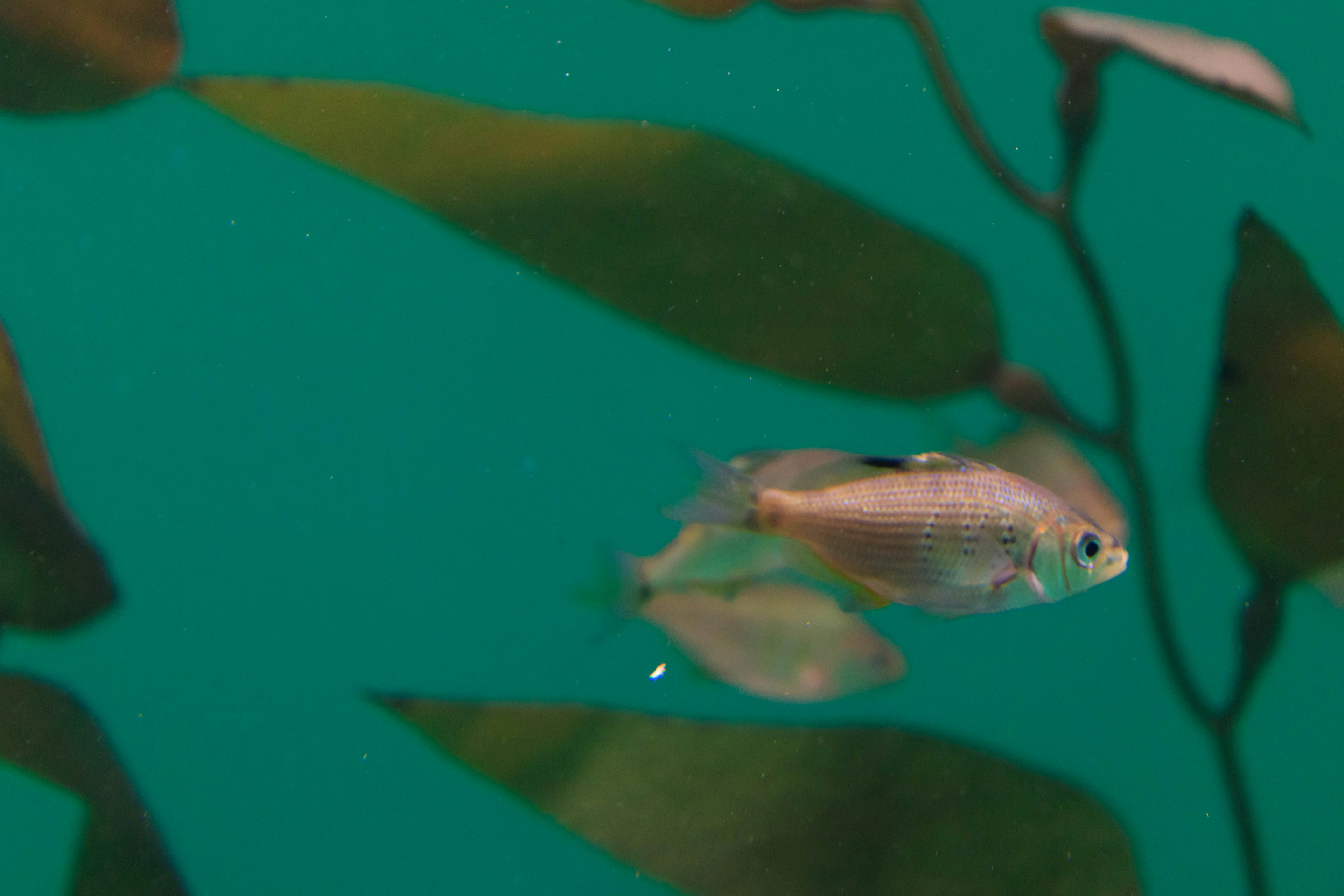 水中の葉の間を泳ぐ小さな魚の画像