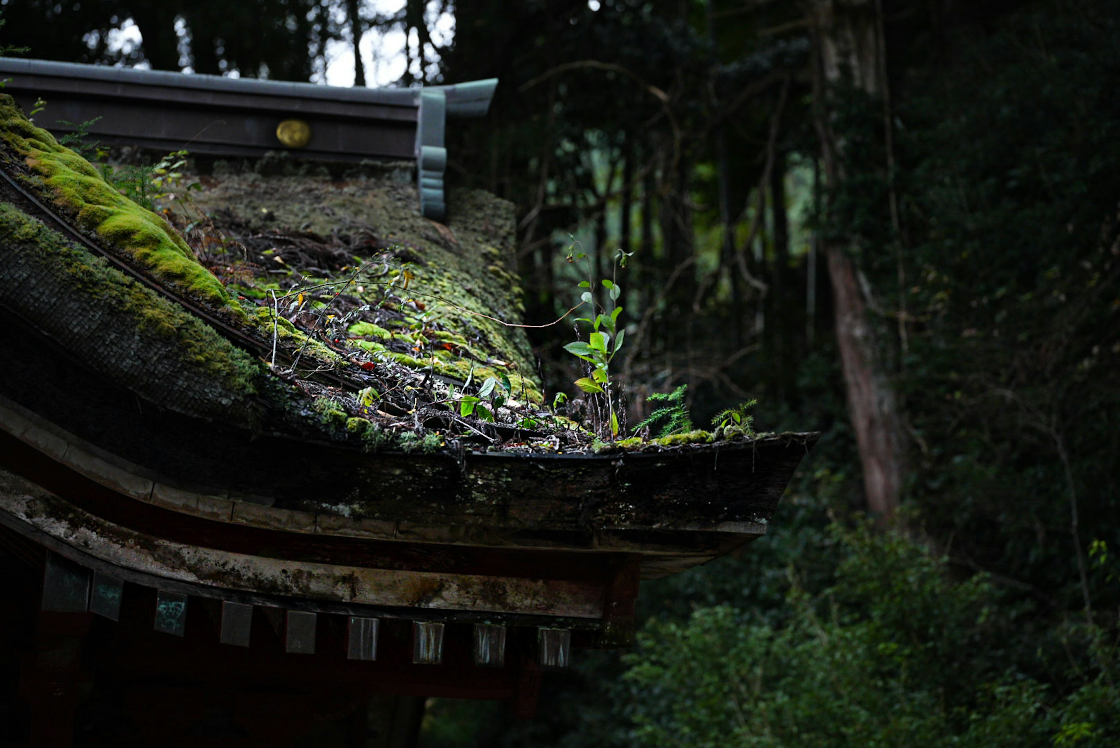 苔むした屋根と緑の植物が生える古い建物の一部