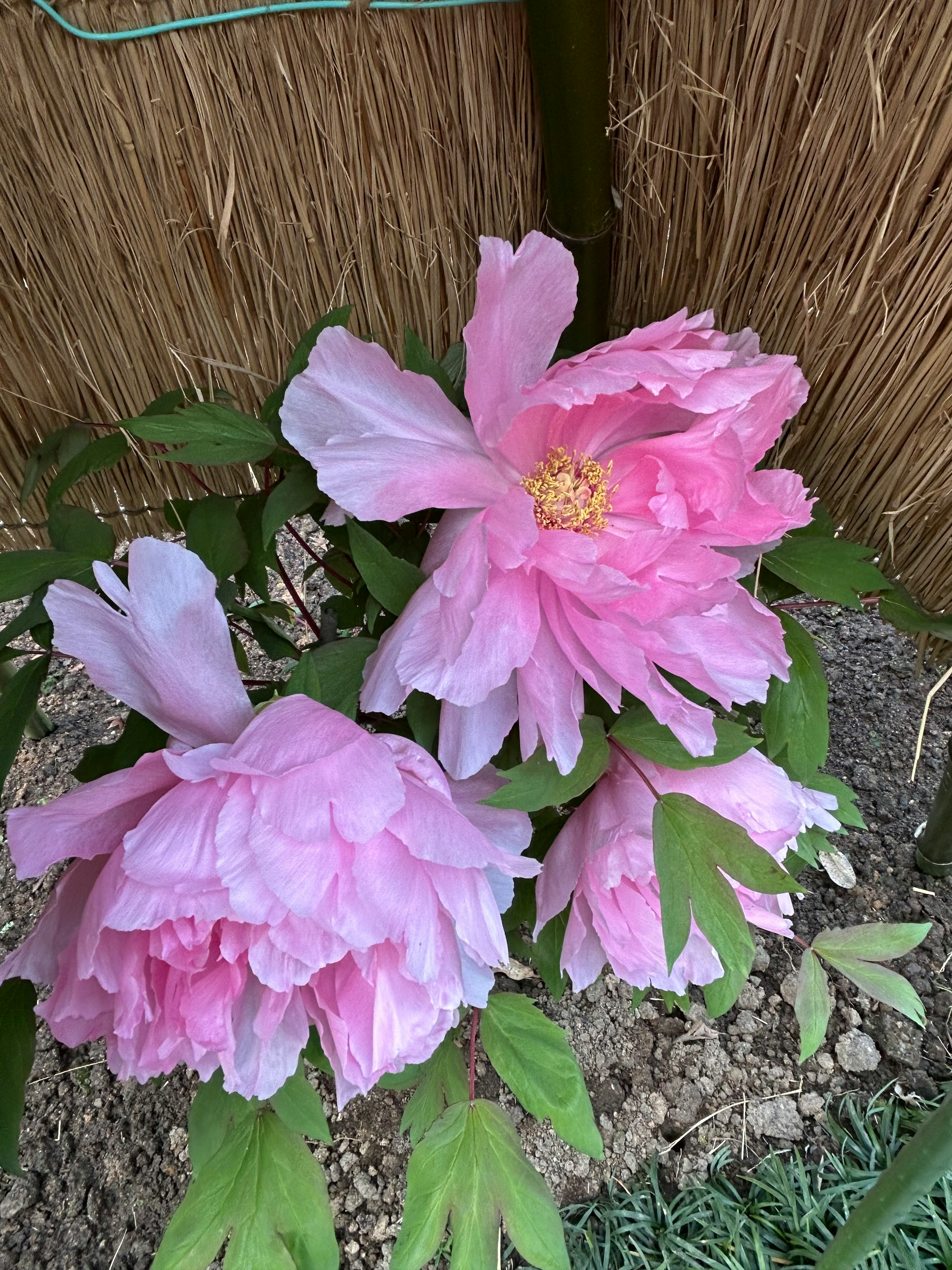 Bunga peony merah muda mekar dengan daun hijau yang subur