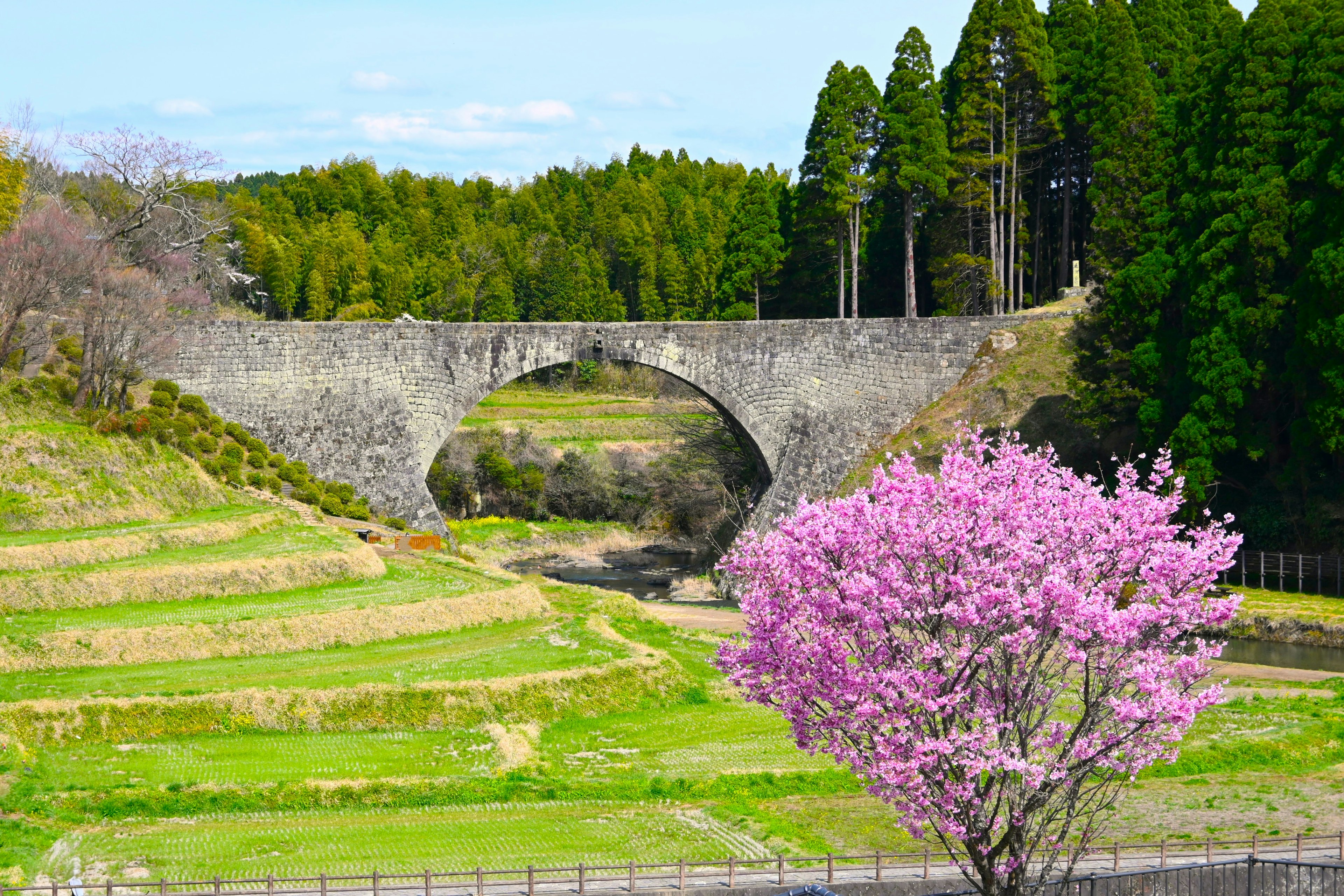 Eine malerische Landschaft mit einem rosa Kirschbaum und grünen Reisfeldern mit einer Steinbogenbrücke