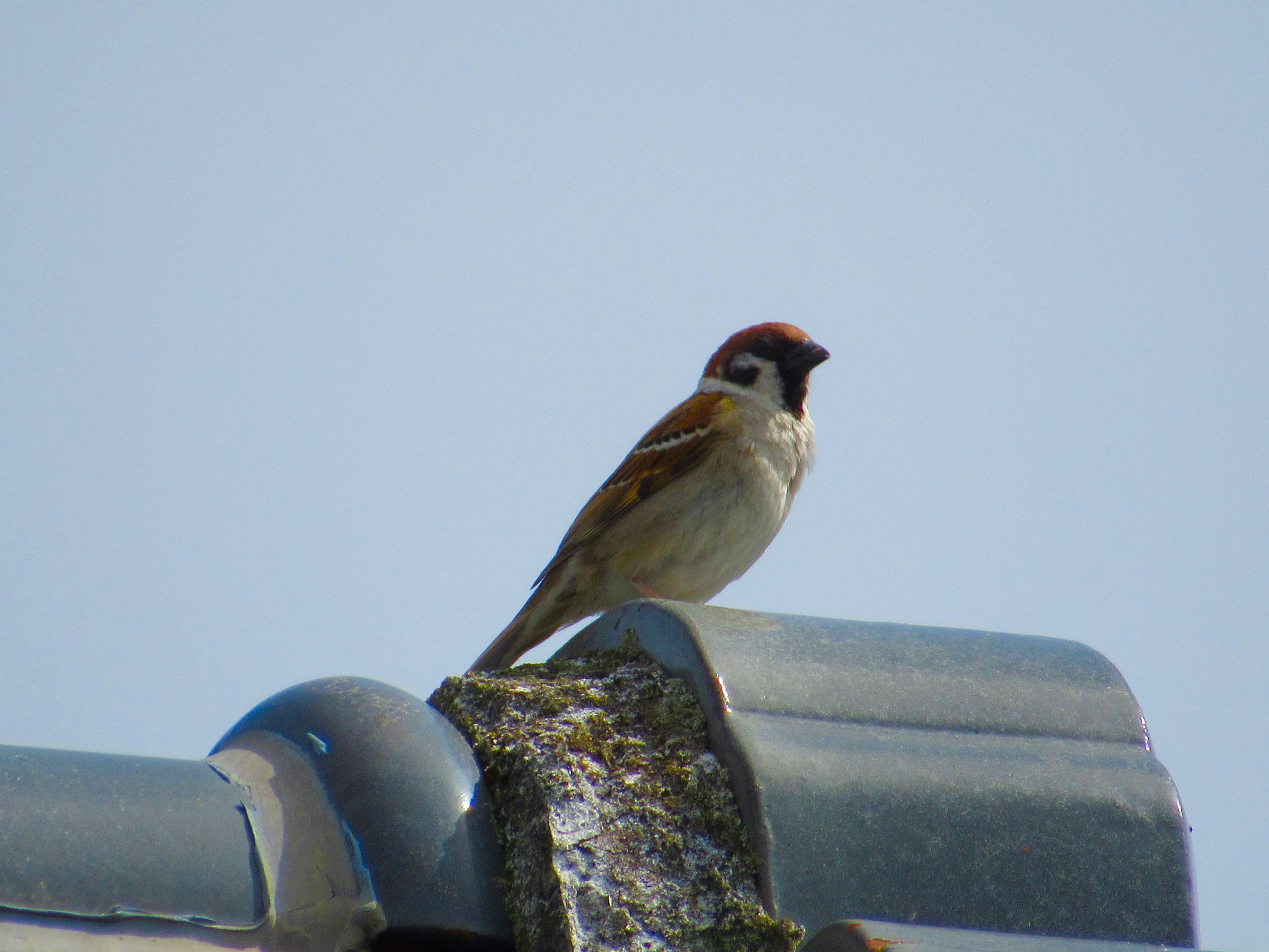 A small bird perched on a roof with a clear blue sky in the background