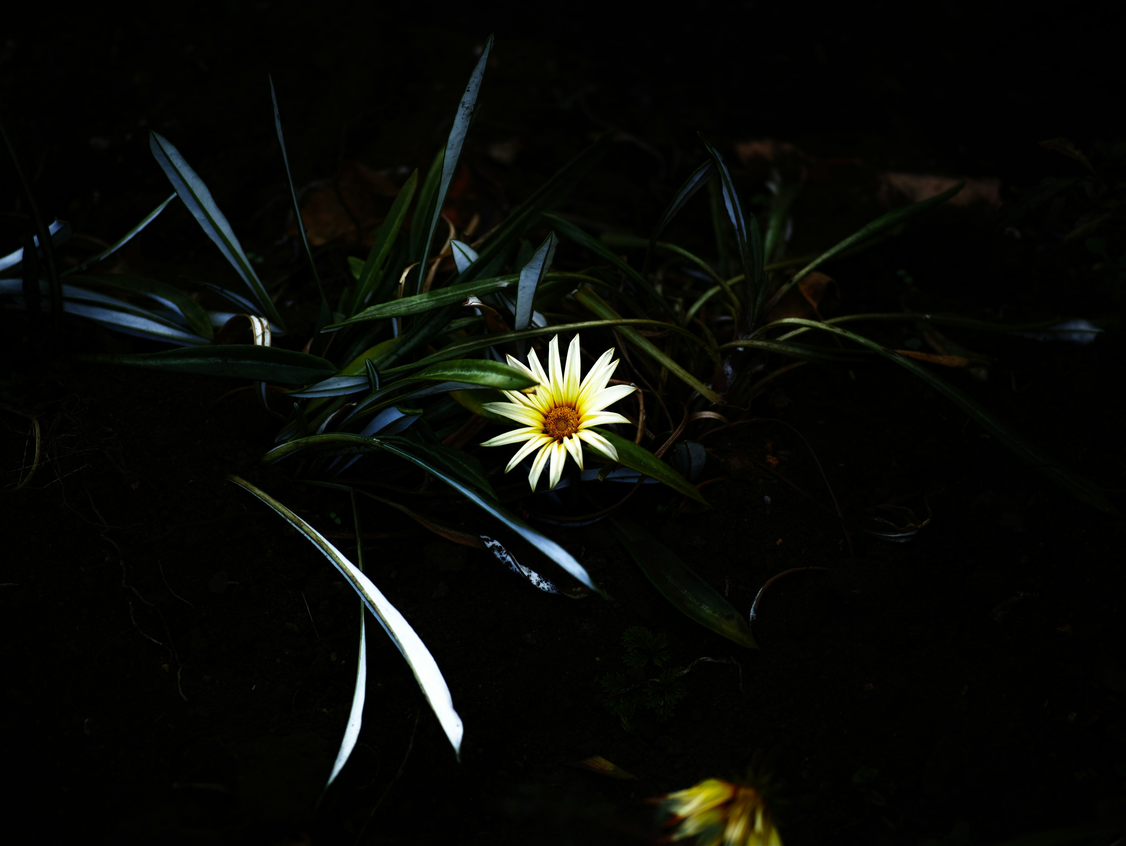 Una flor blanca que florece contra un fondo oscuro con hojas verdes