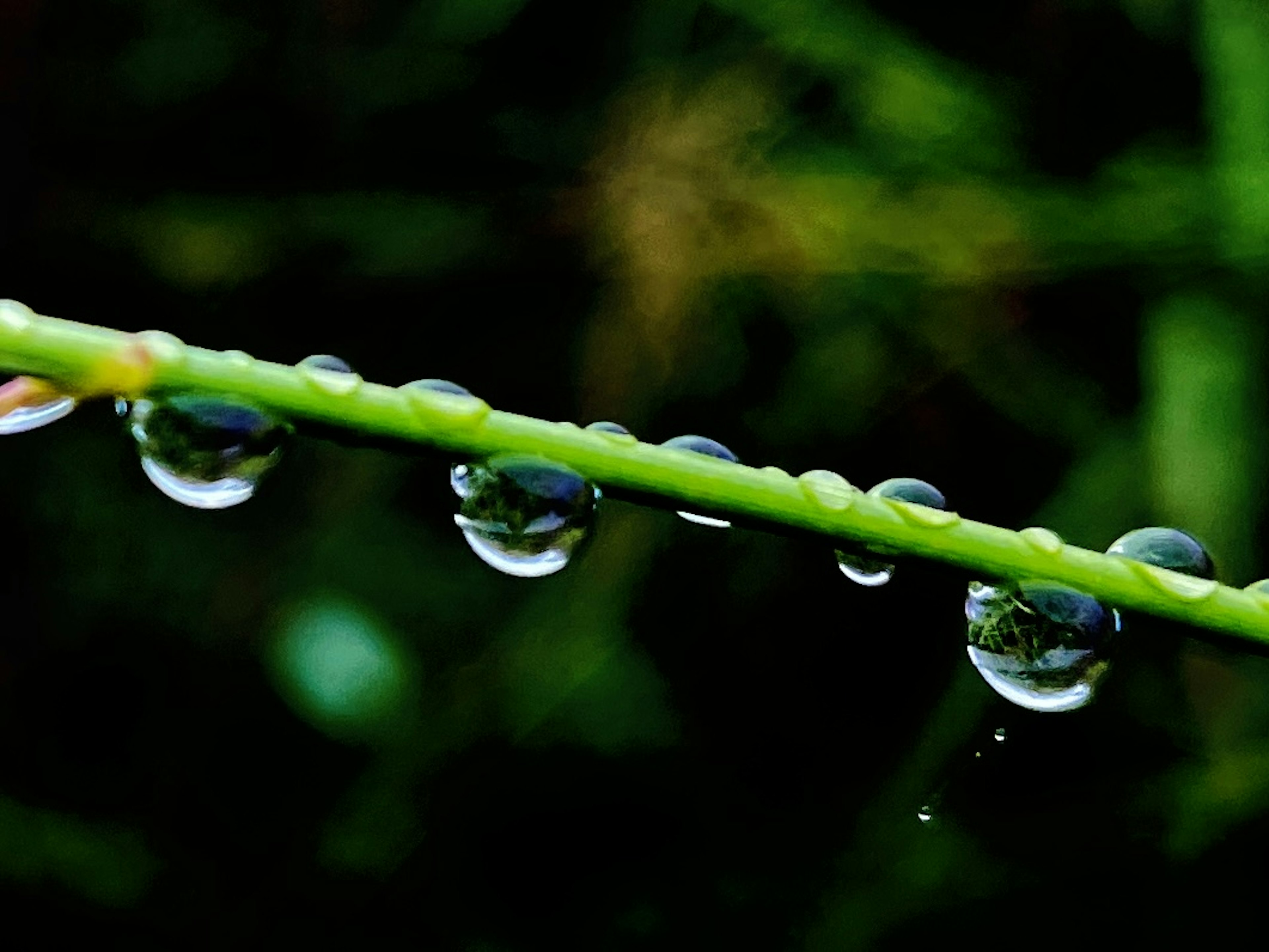 Close-up image of water droplets along a green stem