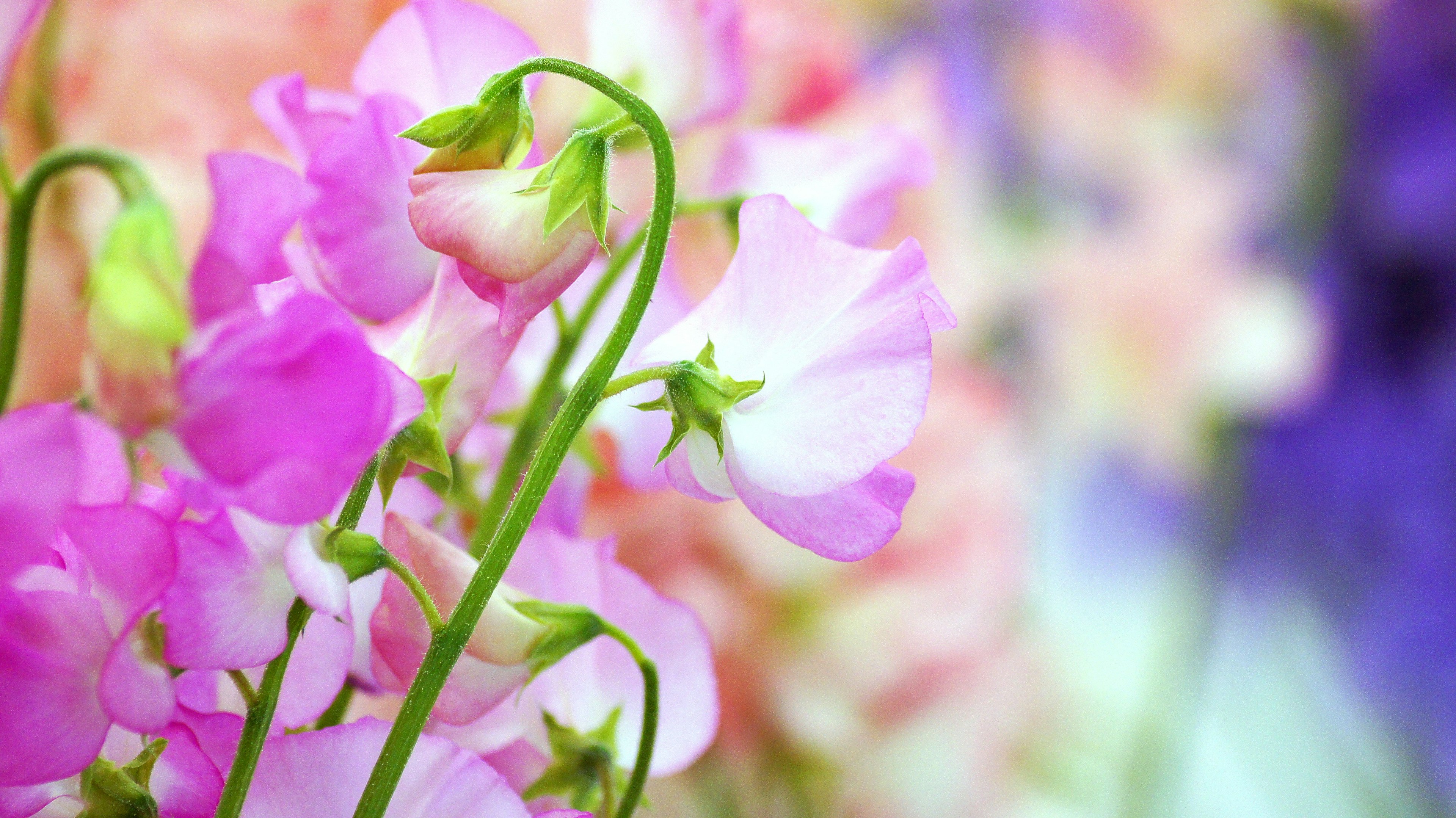 Colorful sweet pea flowers in bloom